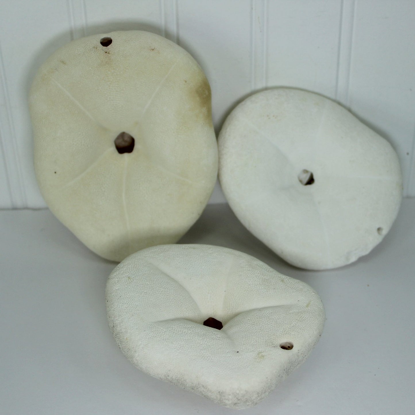 Florida Natural Shells 3 Lot Sea Buscuit Sand Dollar