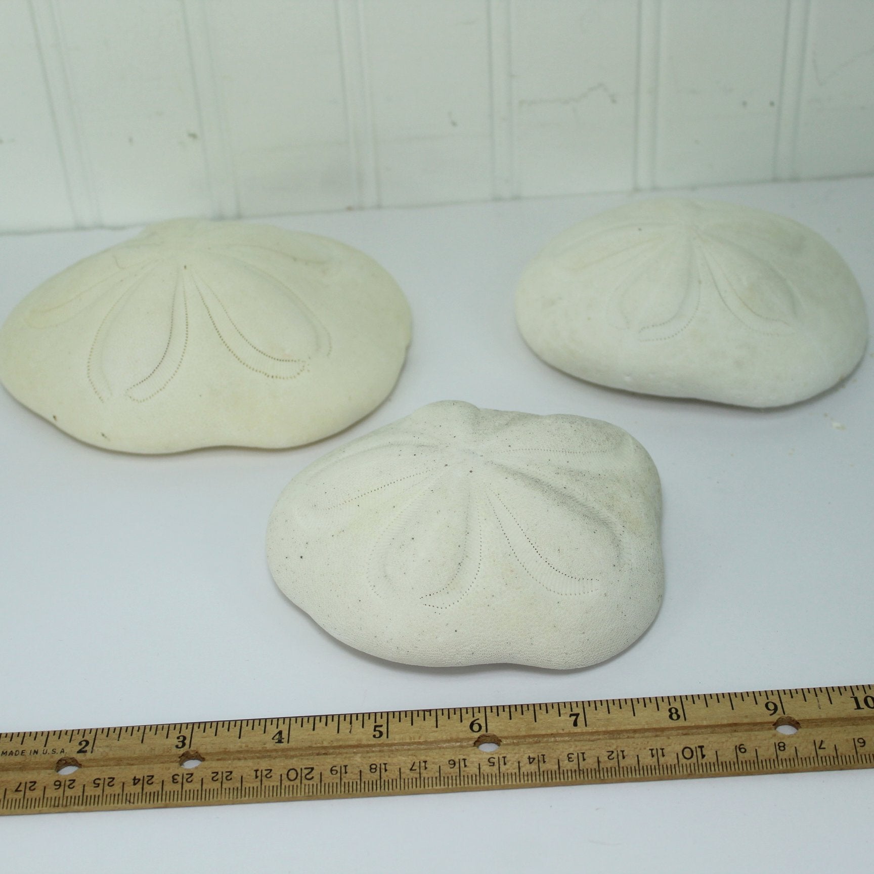 Florida Natural Shells 3 Lot Sea Buscuit Sand Dollar table view