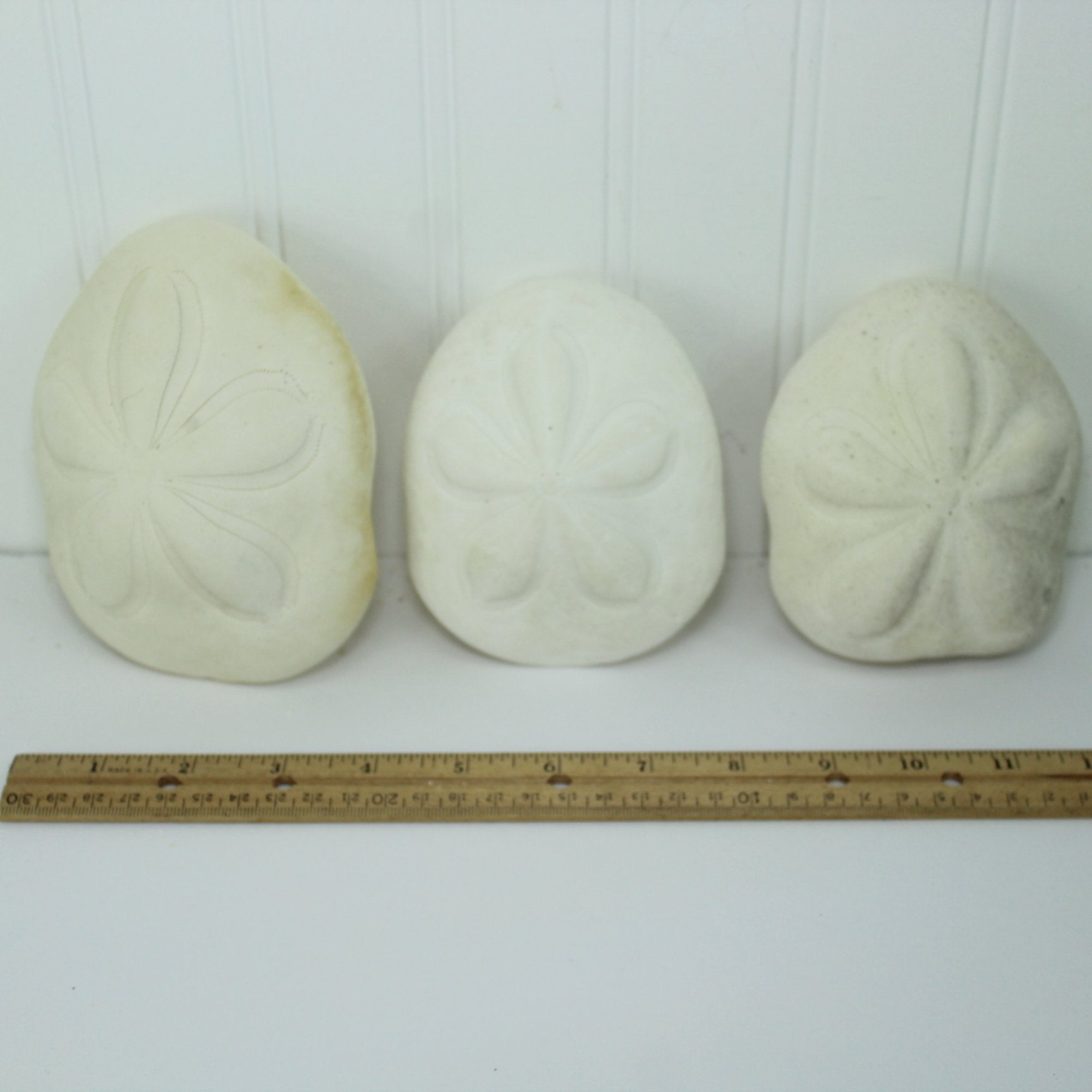 Florida Natural Shells 3 Lot Sea Buscuit Sand Dollar 3 sizes