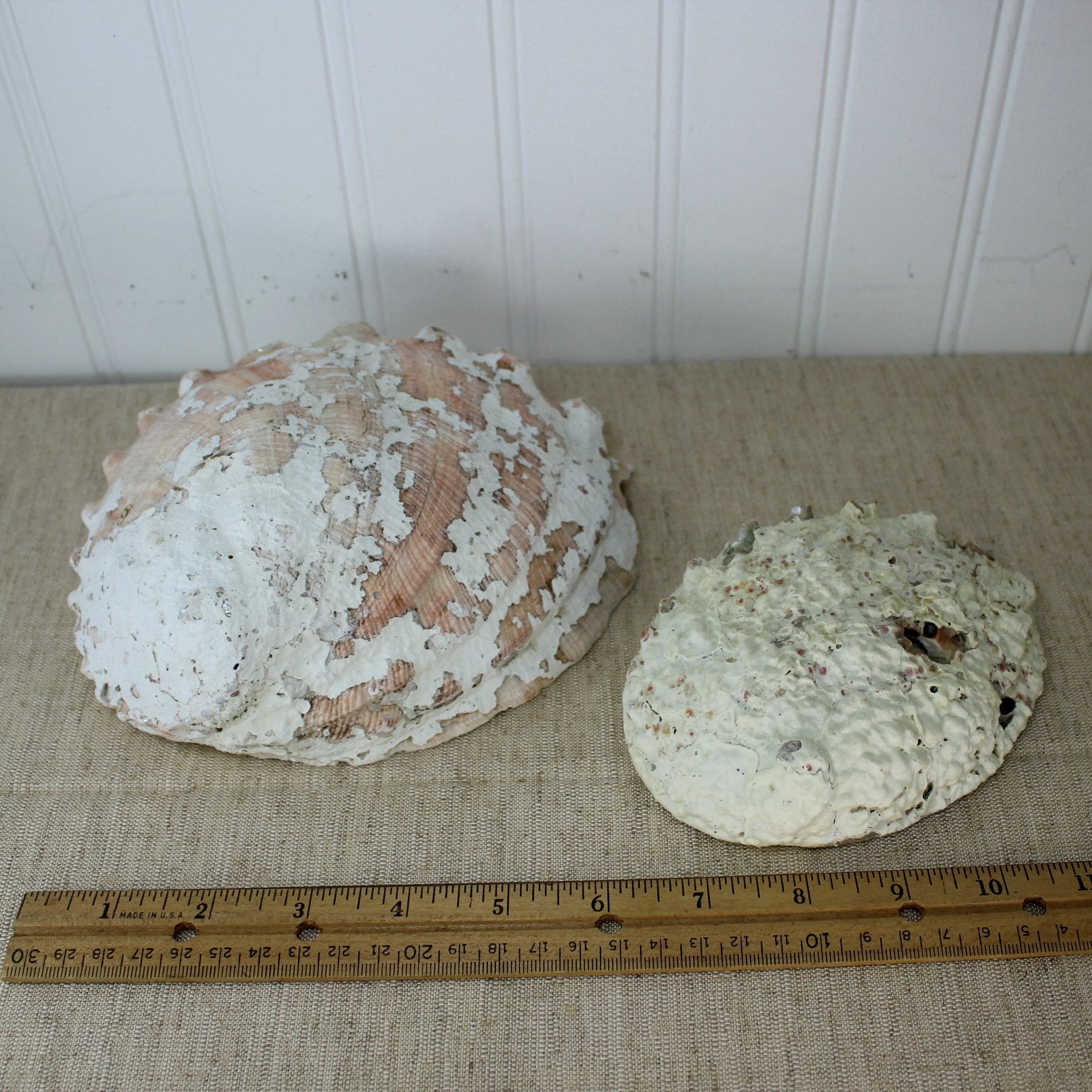 Shell Old Collection Natural Abalone 2 Shells Old Collection Shell Art Collectibles – Olde ...