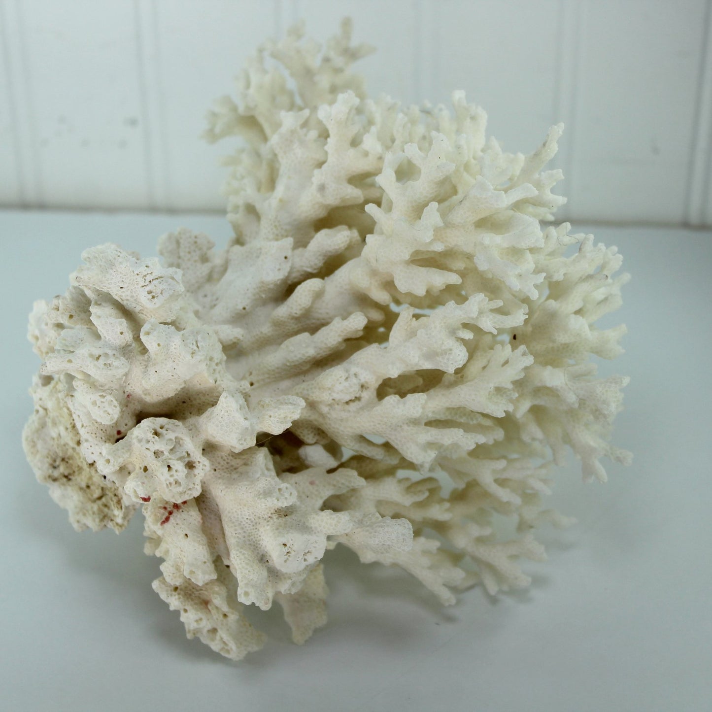 Seashells Natural Coral Tree Shape Aquarium Shell Art 8" 1960s Collection side view