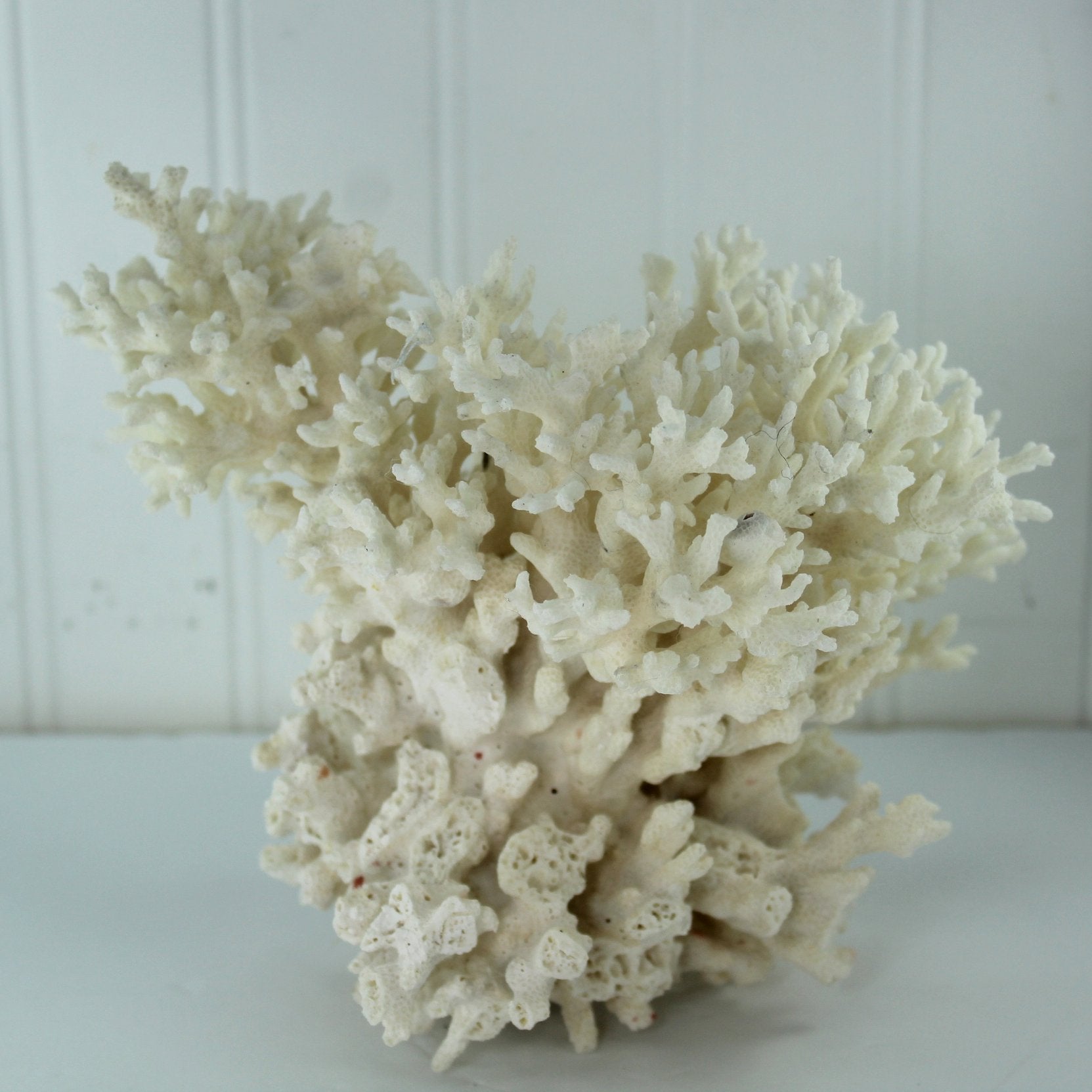 Seashells Natural Coral Tree Shape Aquarium Shell Art 8" 1960s Collection