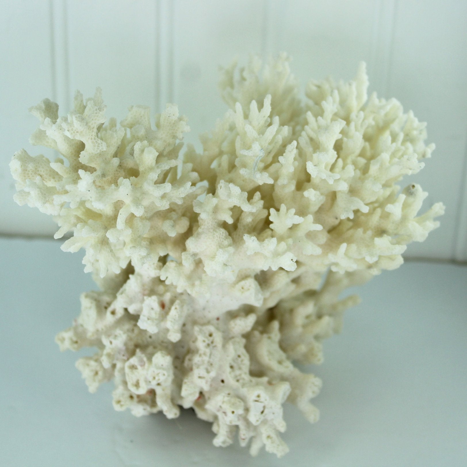 Seashells Natural Coral Tree Shape Aquarium Shell Art 8" 1960s Collection other side view