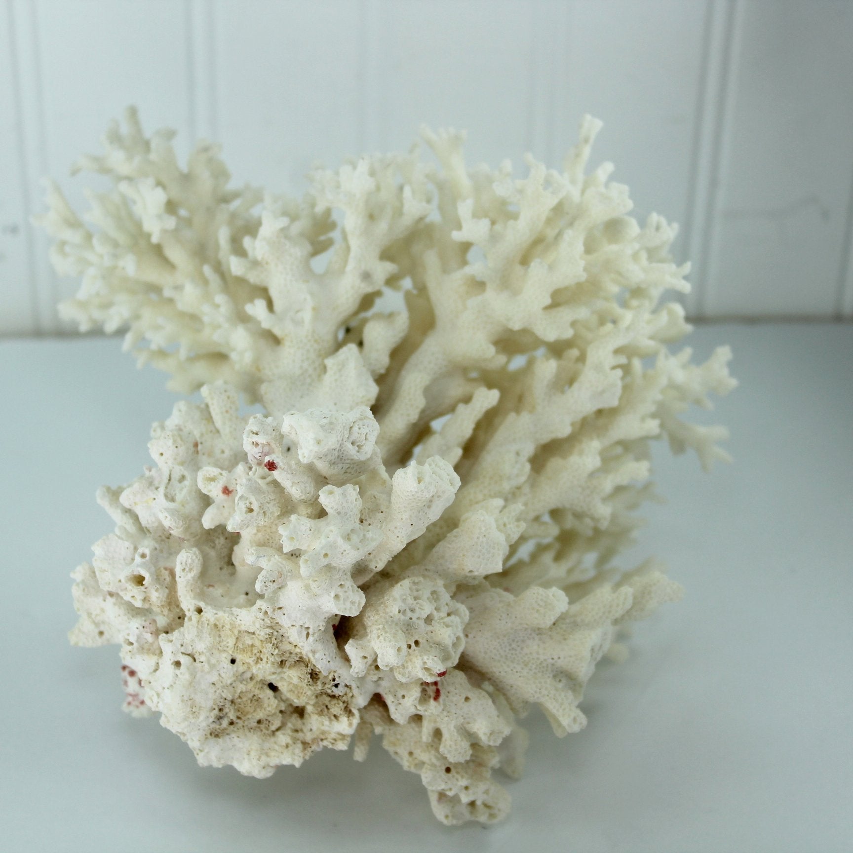 Seashells Natural Coral Tree Shape Aquarium Shell Art 8" 1960s Collection base view