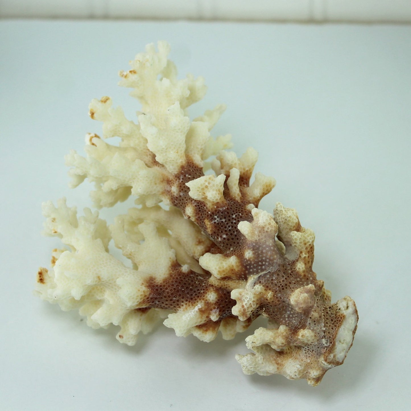 Seashells Natural Coral Branch White Deep Red Stem Aquarium Decor DIY 1960s  side view