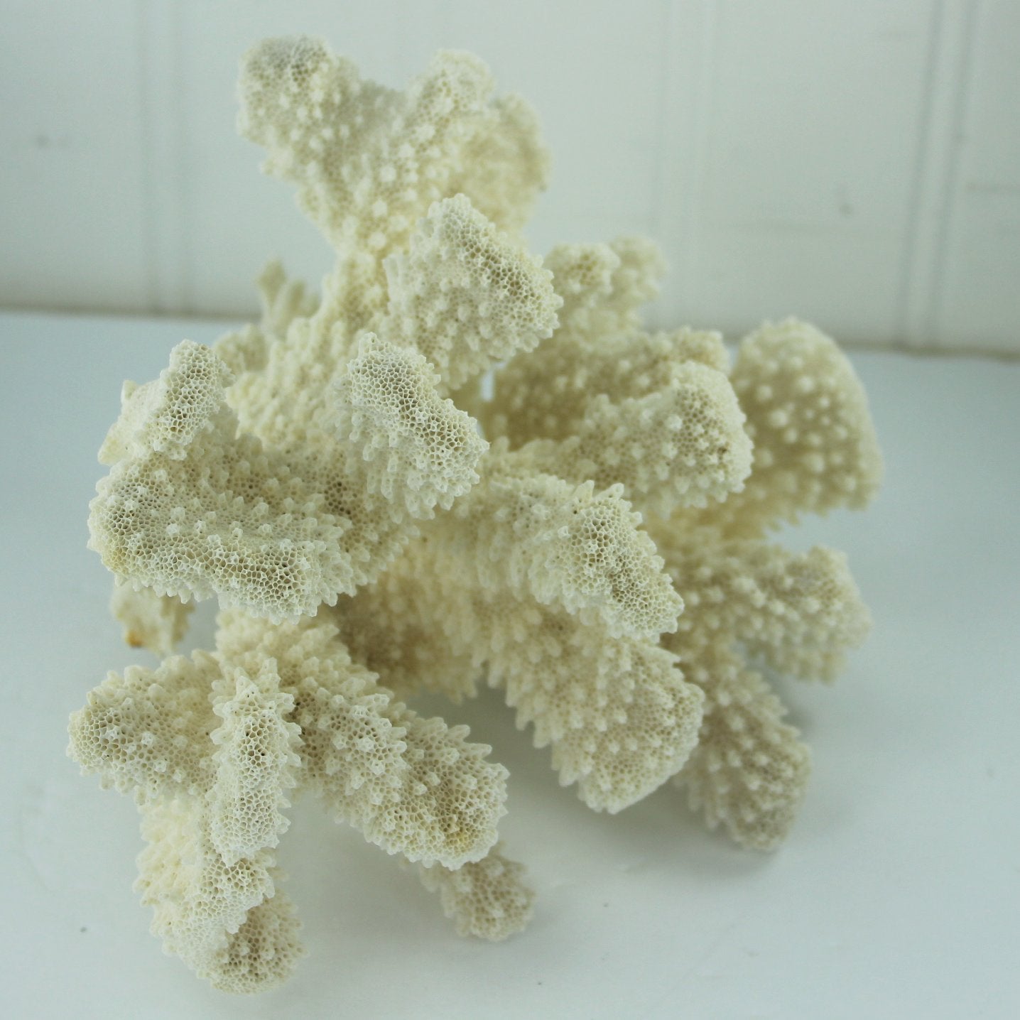 Natural Cauliflower Coral Tree White Aquarium Decor DIY 1960s Collection