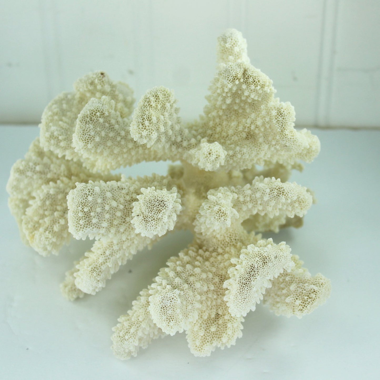 Natural Cauliflower Coral Tree White Aquarium Decor DIY 1960s Collection lovely detail in pattern