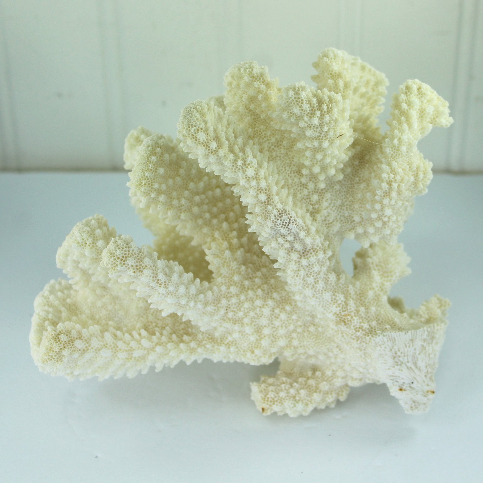 Natural Cauliflower Coral Tree White Aquarium Decor DIY 1960s Collection stem end