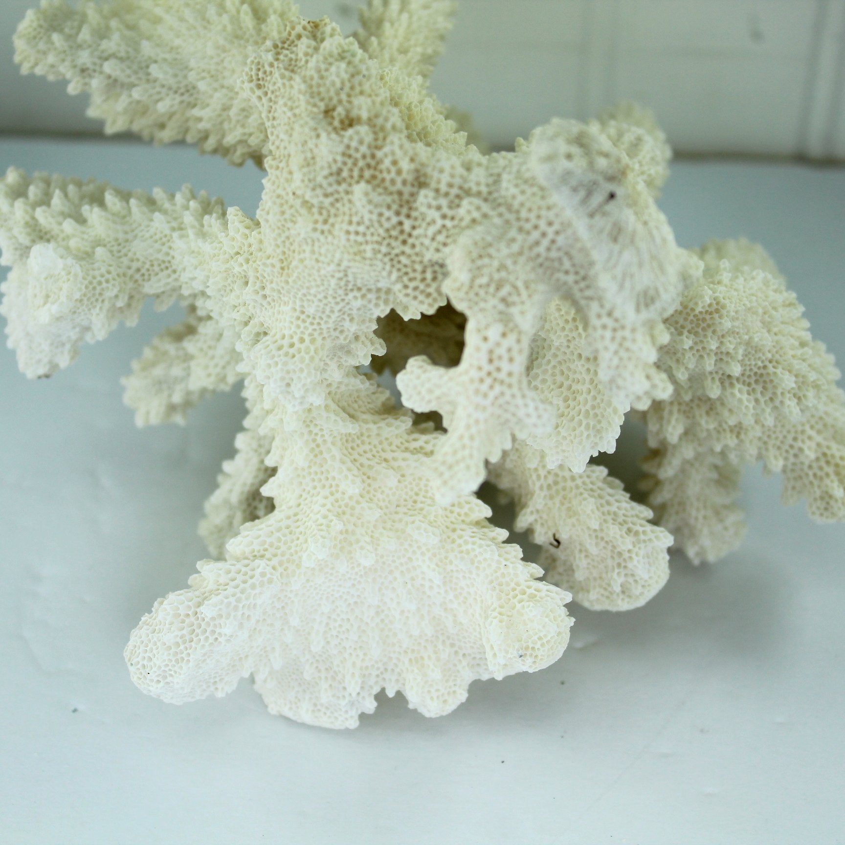 Natural Cauliflower Coral Tree White Aquarium Decor DIY 1960s Collection closeup