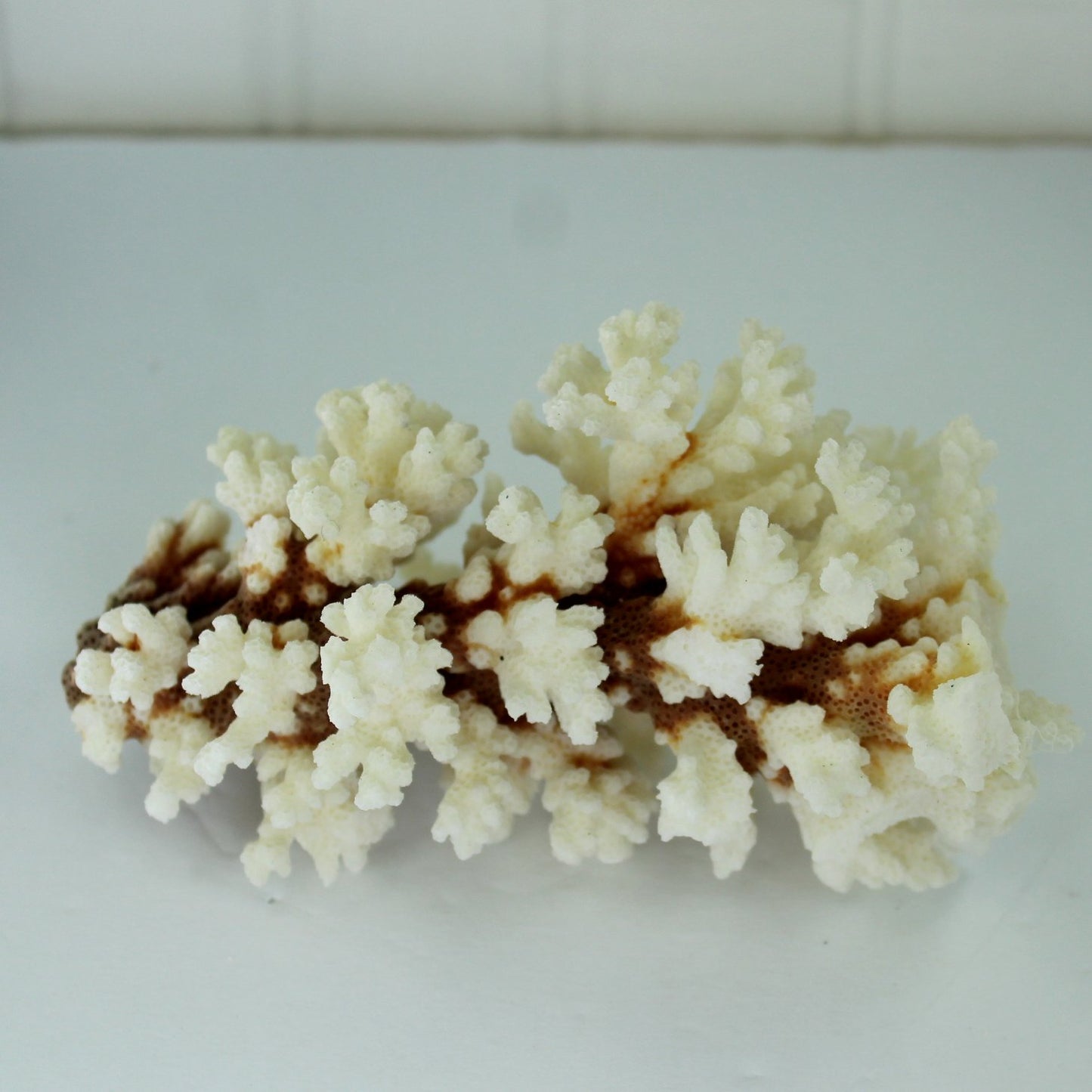 Natural Coral Branch White Deep Red Stem Aquarium Decor DIY 1960s Collection other view