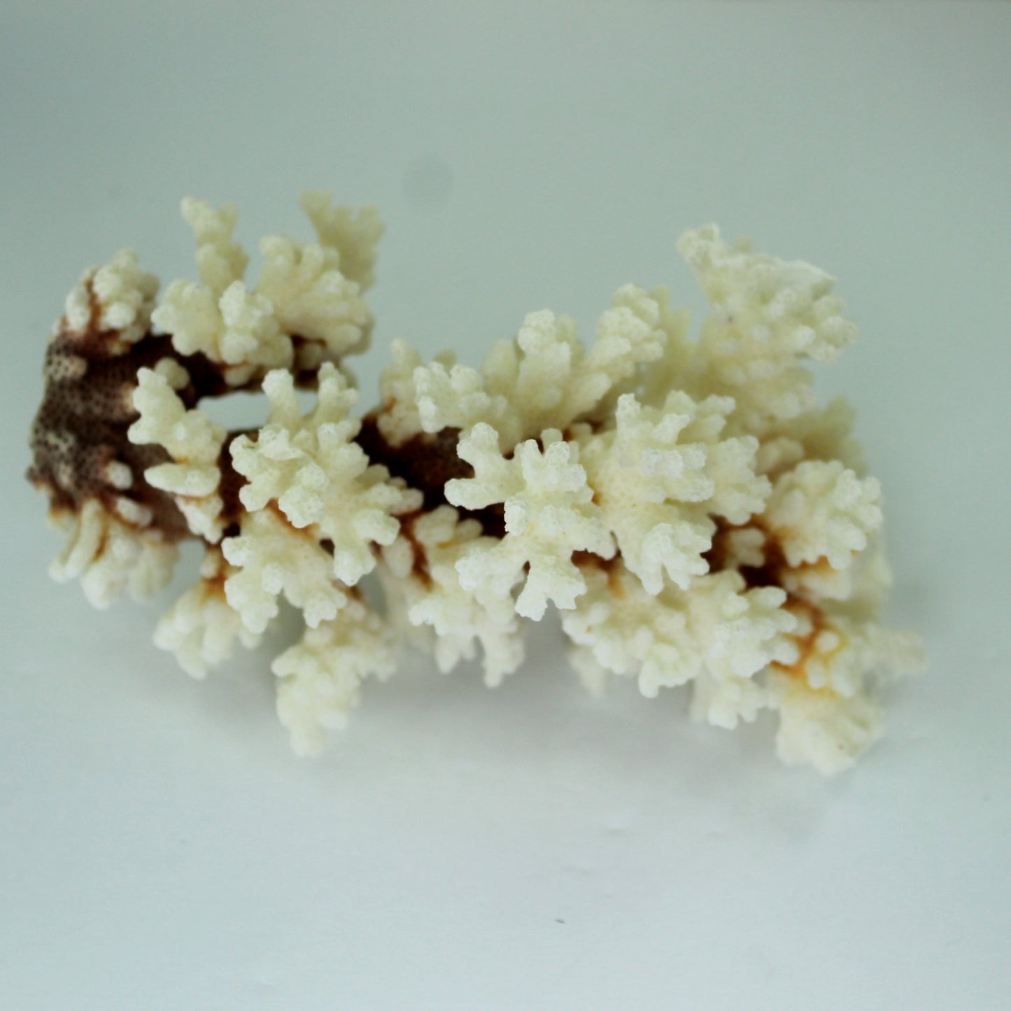 Natural Coral Branch White Deep Red Stem Aquarium Decor DIY 1960s Collection reverse view