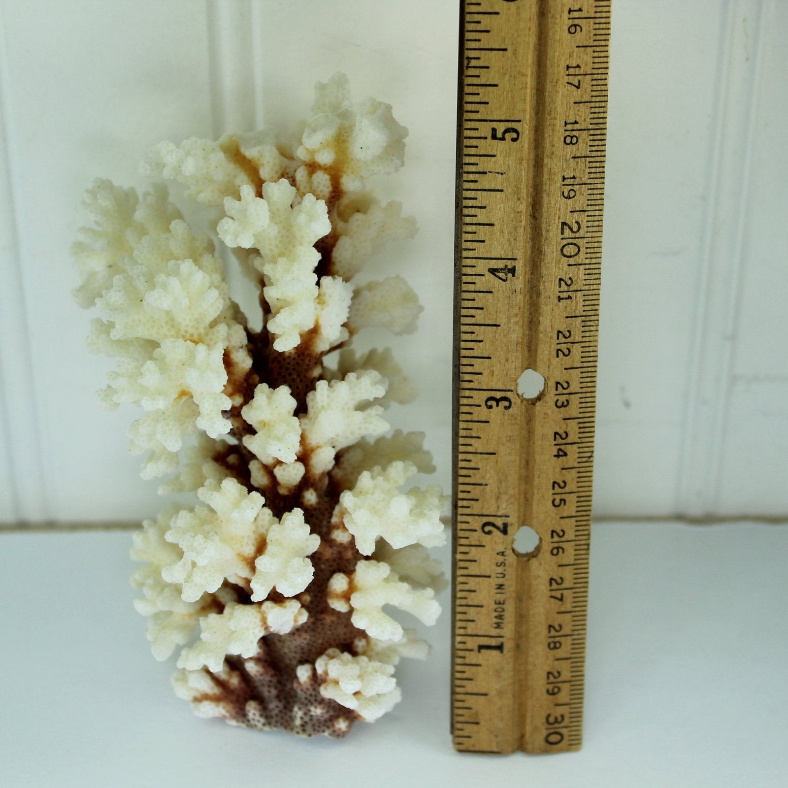 Natural Coral Branch White Deep Red Stem Aquarium Decor DIY 1960s Collection