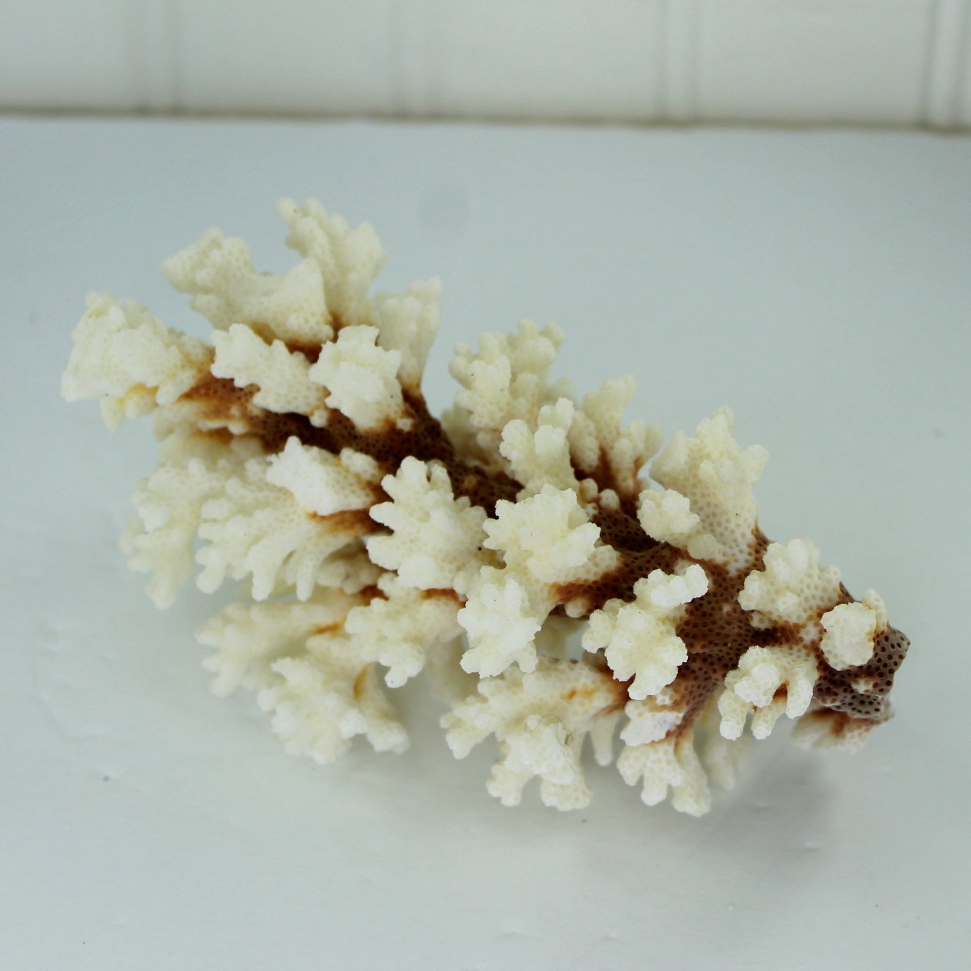 Natural Coral Branch White Deep Red Stem Aquarium Decor DIY 1960s Collection end view