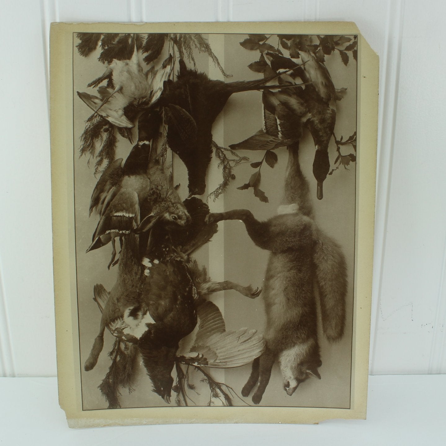 Antique 1890 H C Perleberg Festons First Series 50 Sepia Photograph Plates of 66 & Title Page Estate animals birds