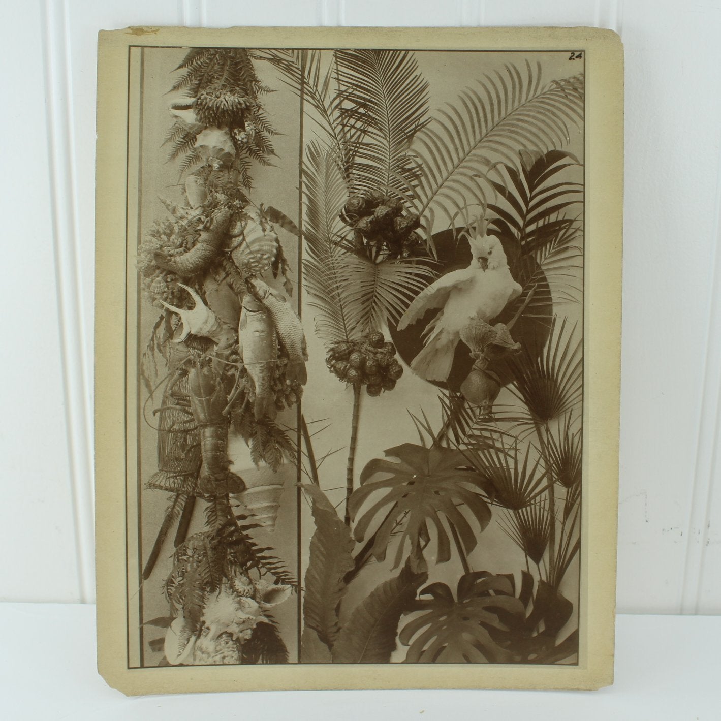 Antique 1890 H C Perleberg Festons First Series 50 Sepia Photograph Plates of 66 & Title Page Estate   birds fish  tropical scene shells