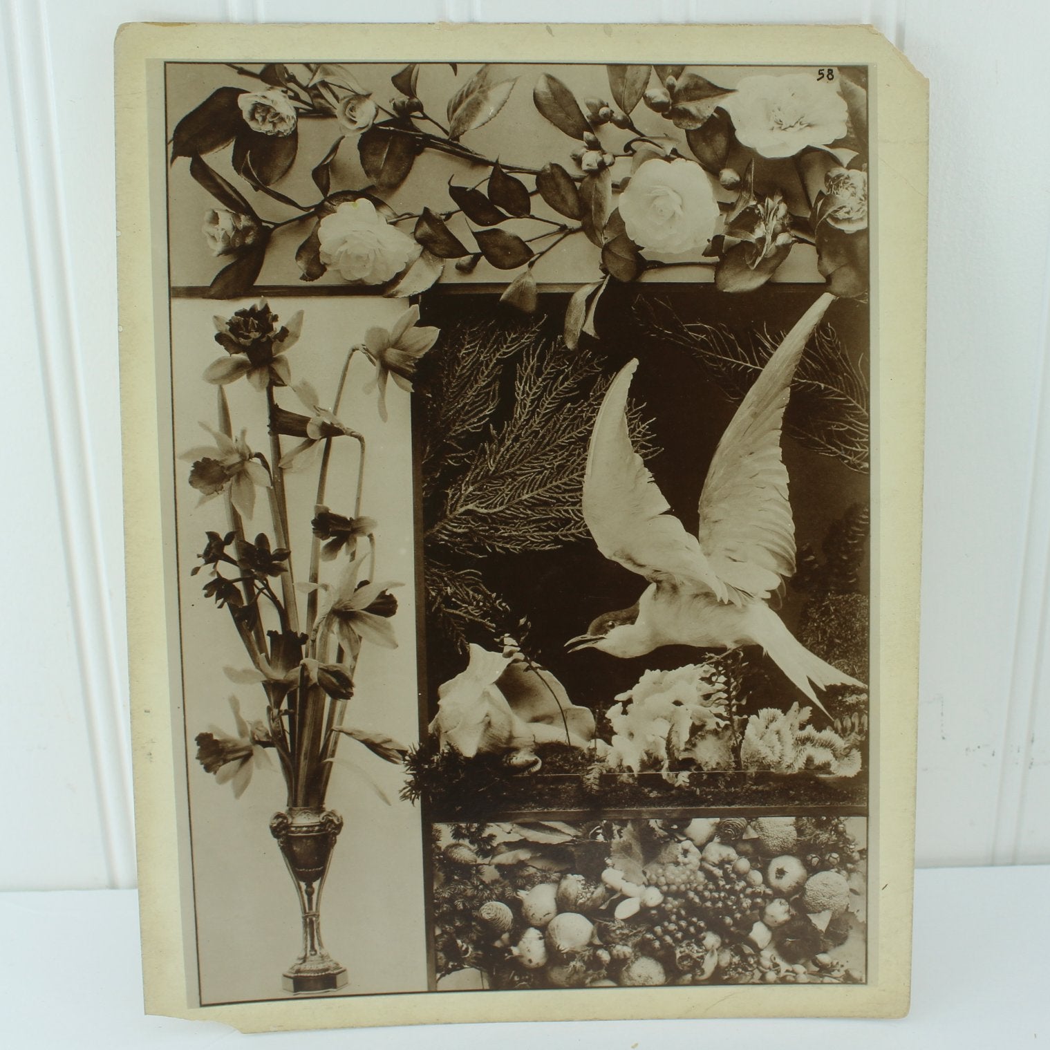 Antique 1890 H C Perleberg Festons First Series 50 Sepia Photograph Plates of 66 & Title Page Estate floral fruit birds shells