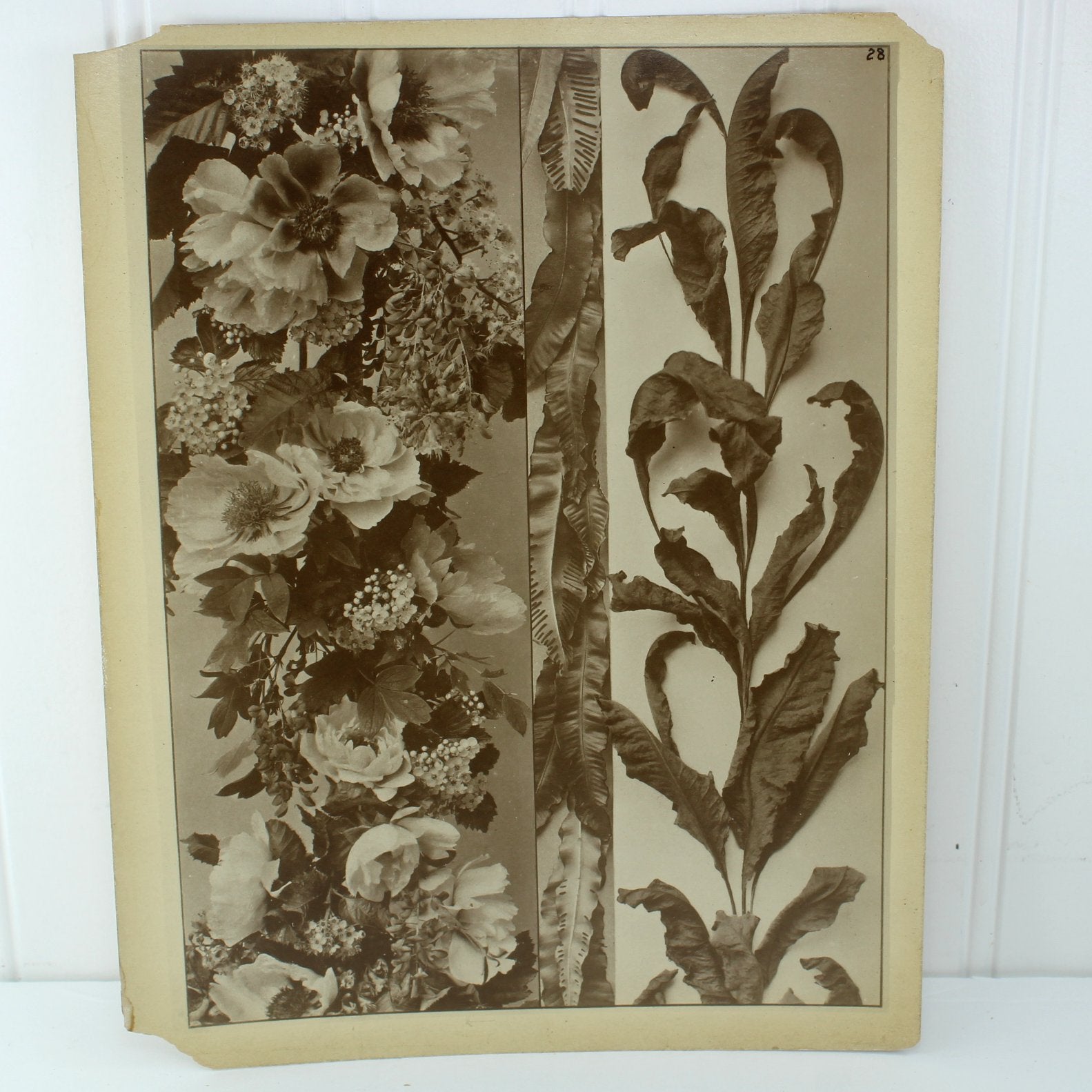 Antique 1890 H C Perleberg Festons First Series 50 Sepia Photograph Plates of 66 & Title Page Estate floral swag leaves