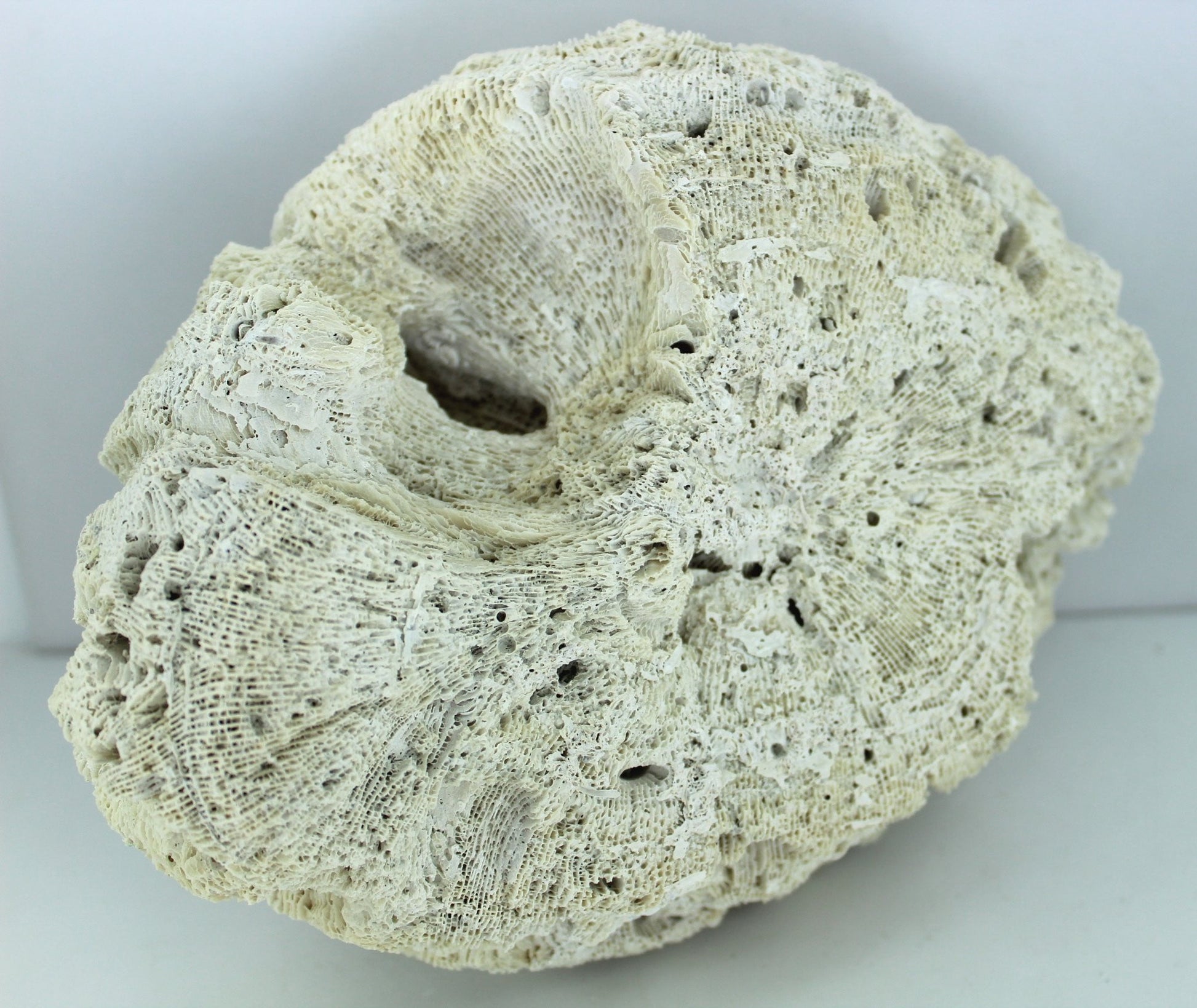 Natural Brain Coral Fossil Large 8 1/2" X 6" Heavy 3# Florida Estate Unusually Lovely Collectible grooved