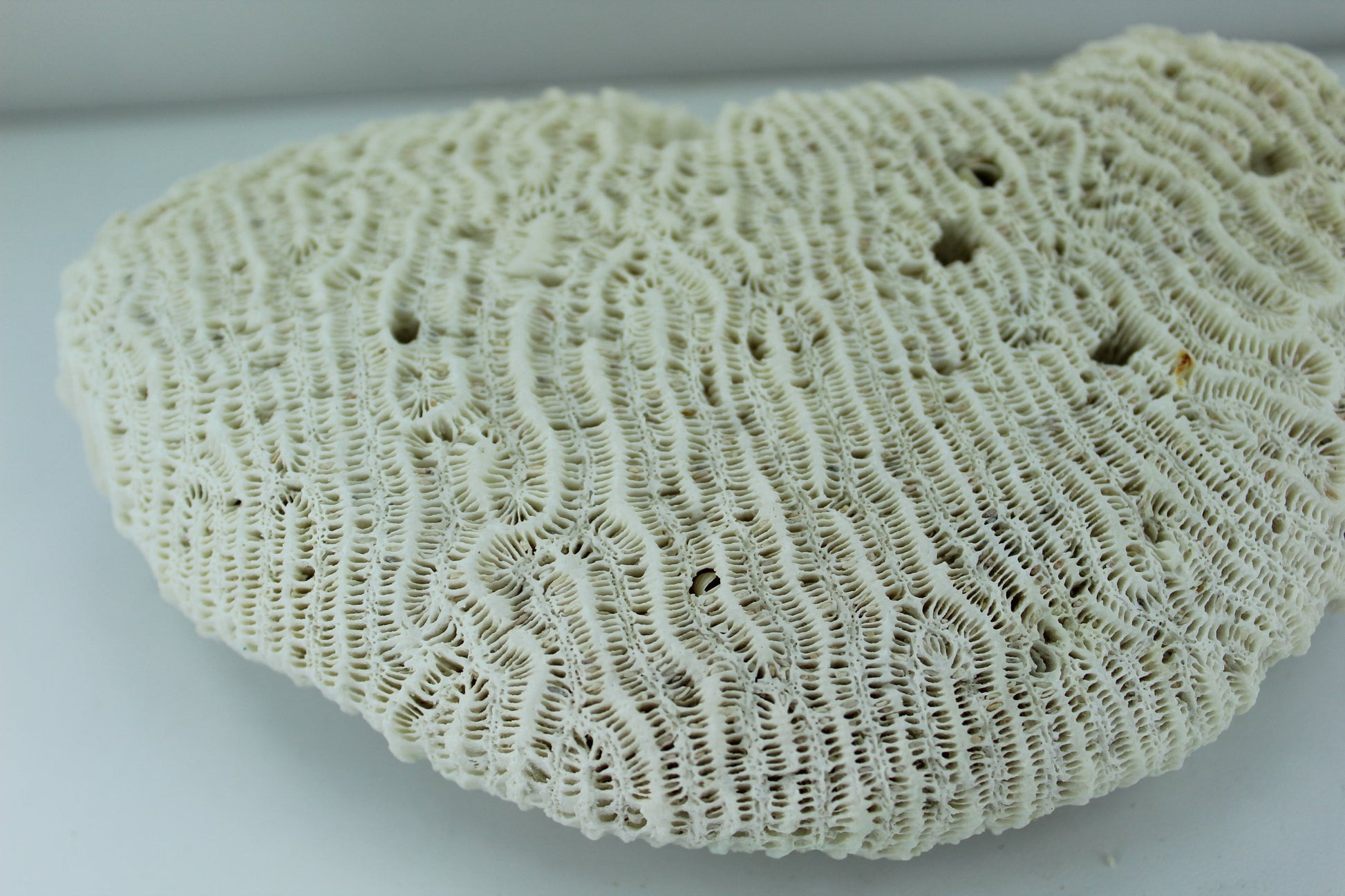 Natural Coral 6 1/2" Half Moon 1960s Estate Collection Aquarium Shell Art Collectibles different