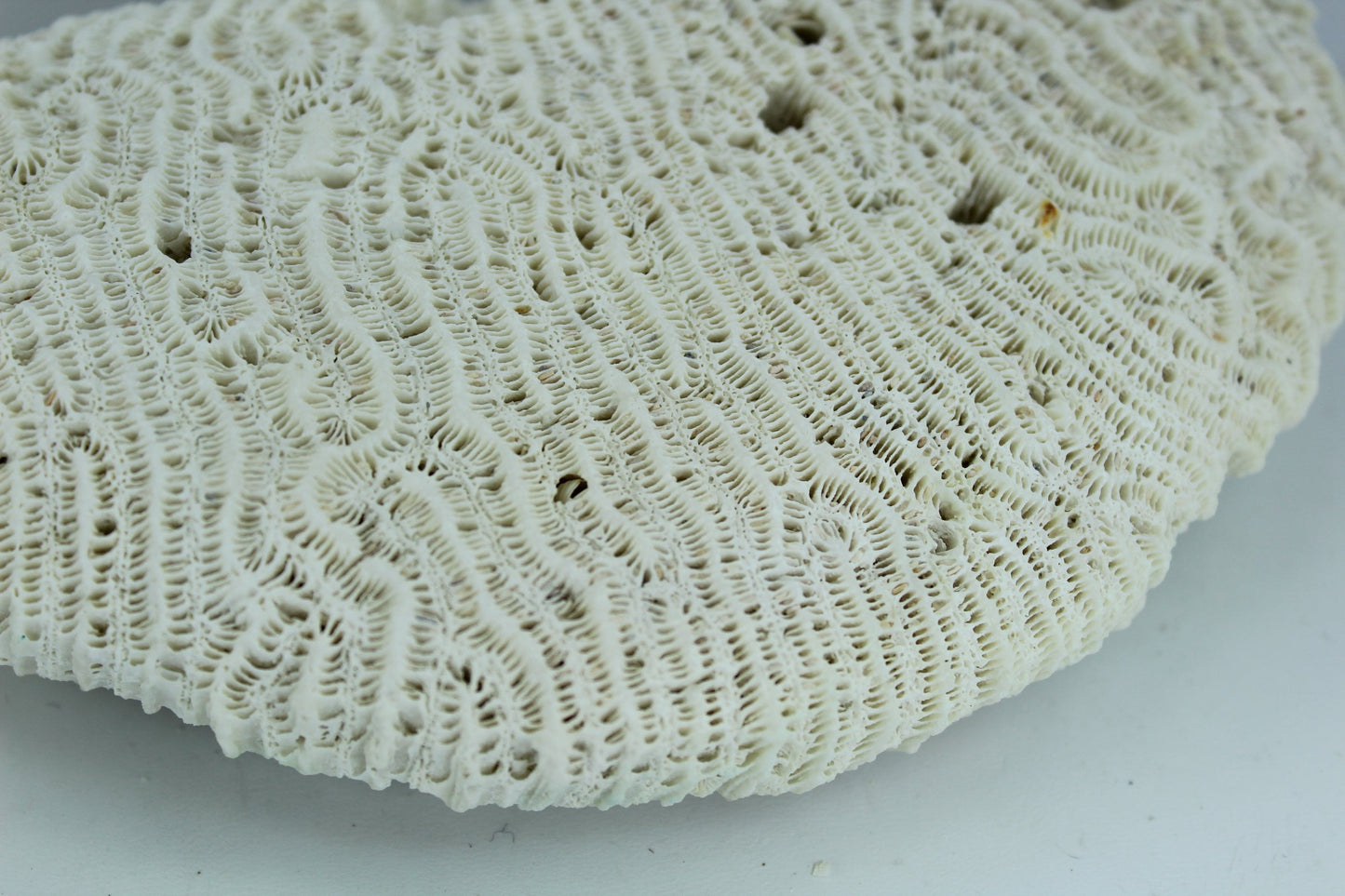 Natural Coral 6 1/2" Half Moon 1960s Estate Collection Aquarium Shell Art Collectibles lovely marked