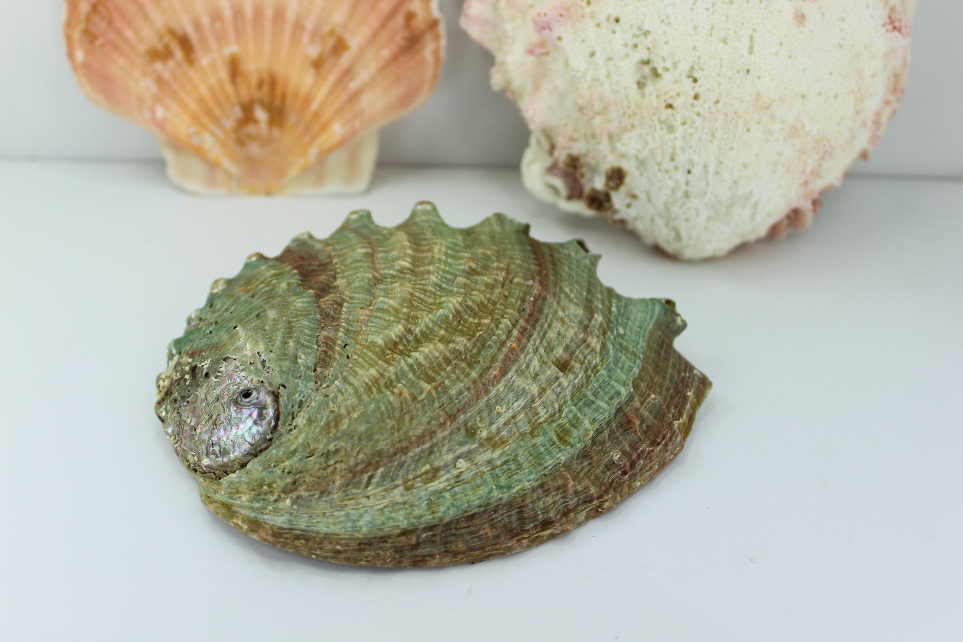 Florida Natural Shells  3 Vintage Estate Collection Shell Art Collectibles Aquarium abalone