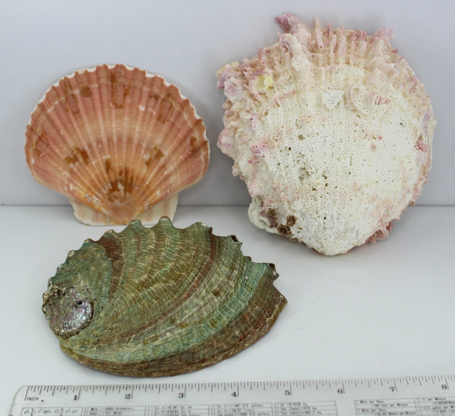 Florida Natural Shells  3 Vintage Estate Collection Shell Art Collectibles Aquarium
