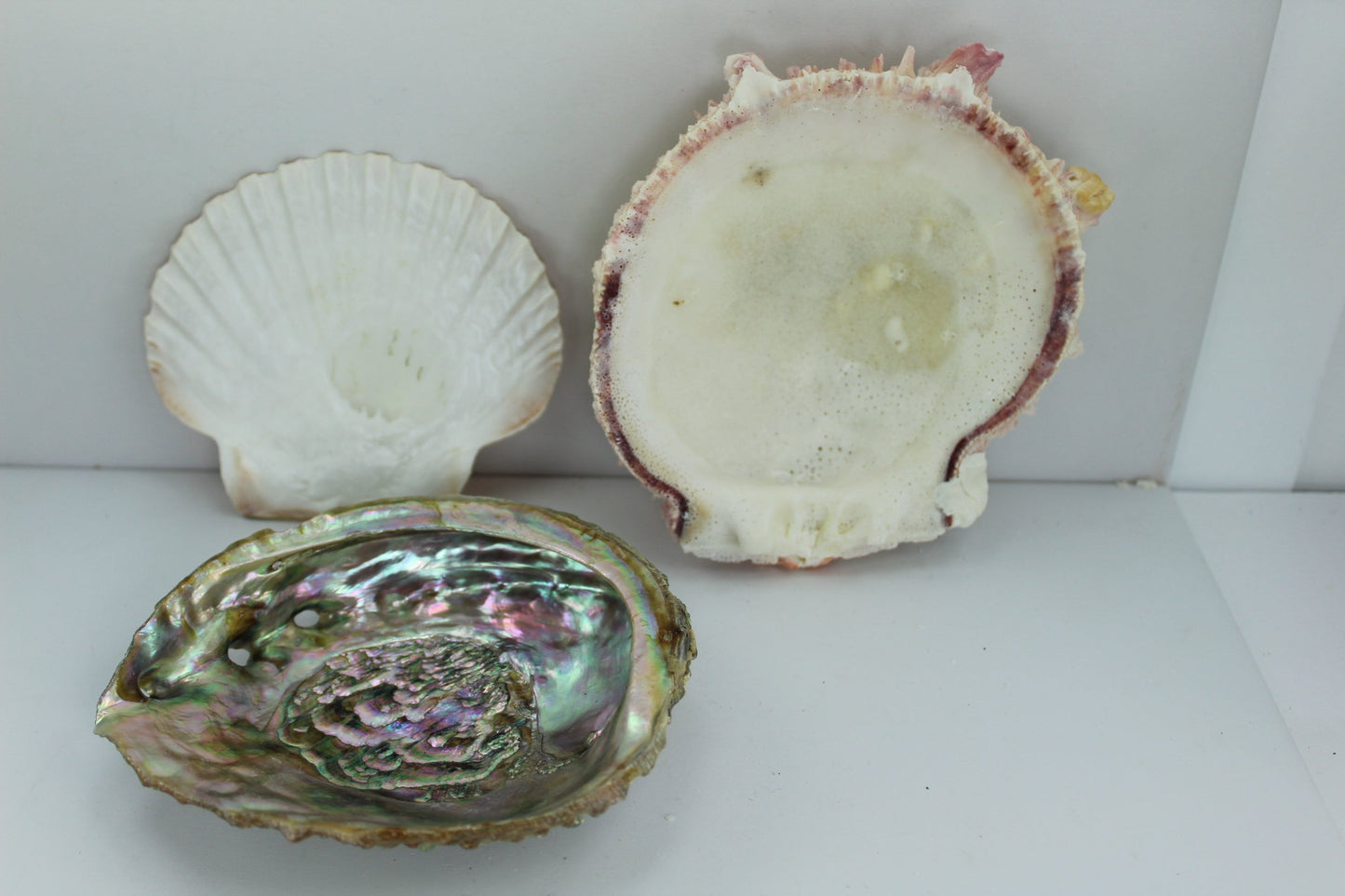 Florida Natural Shells  3 Vintage Estate Collection Shell Art Collectibles Aquarium spiny oyster