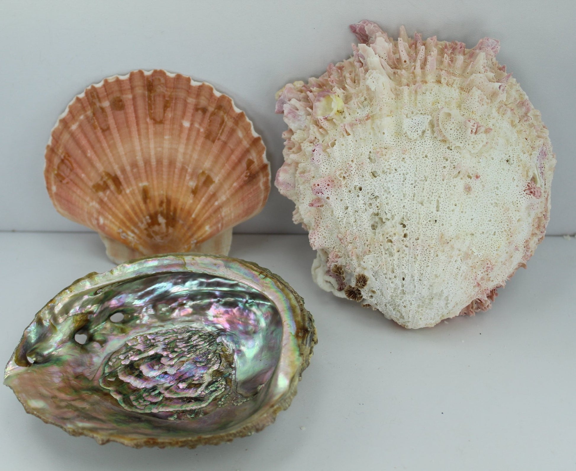 Florida Natural Shells  3 Vintage Estate Collection Shell Art Collectibles Aquarium pecten