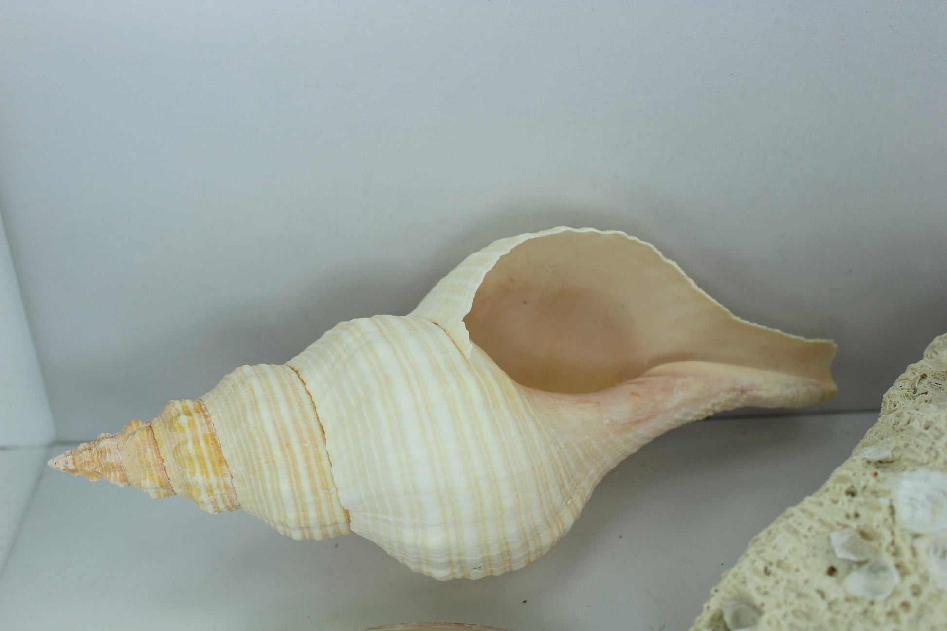 Florida Natural Shells Coral Horse Conch Red Abalone Vintage Estate CollectiomShell Art specimen