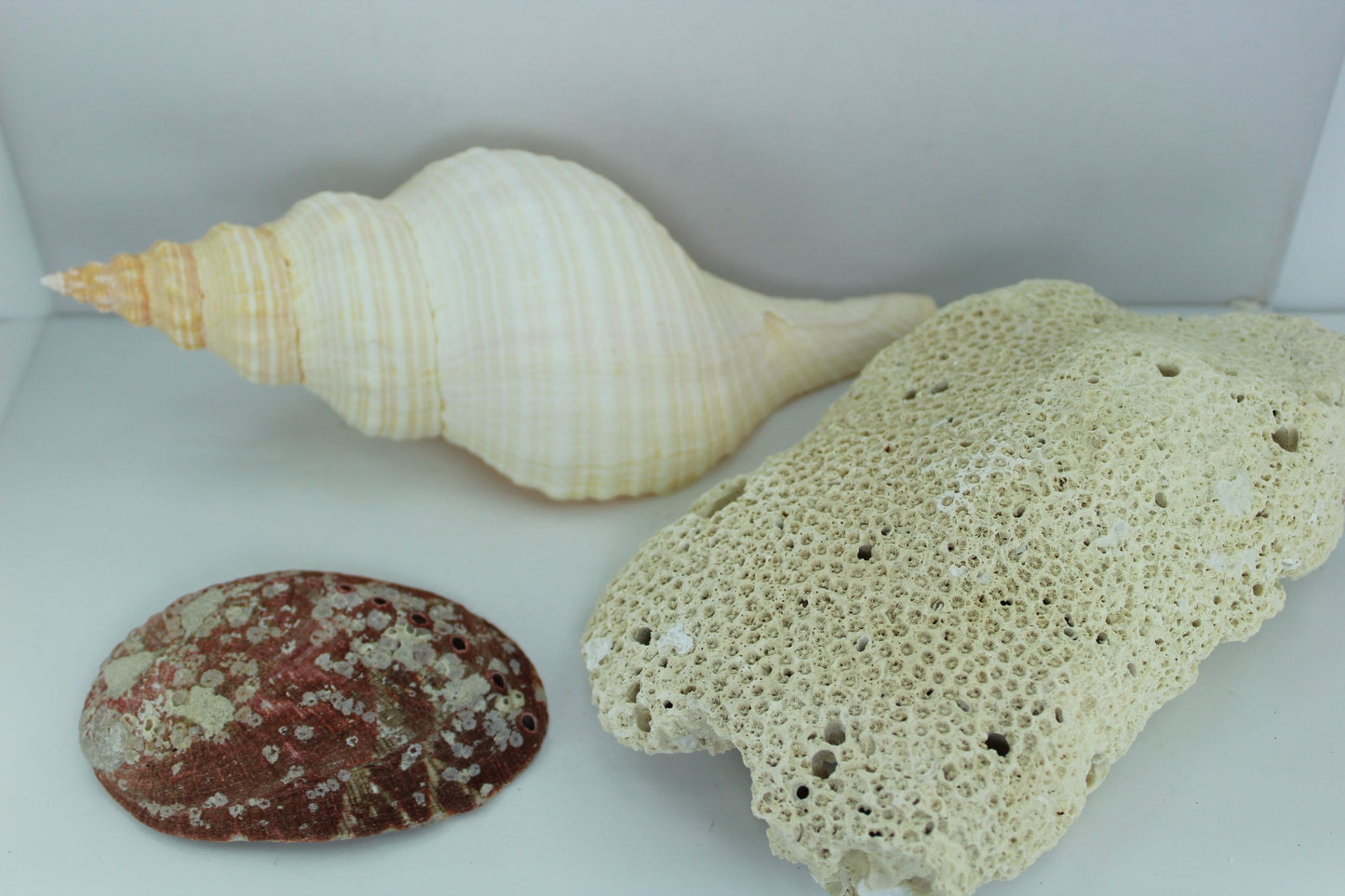 Florida Natural Shells Coral Horse Conch Red Abalone Vintage Estate Collection Shell Art  mother pearl