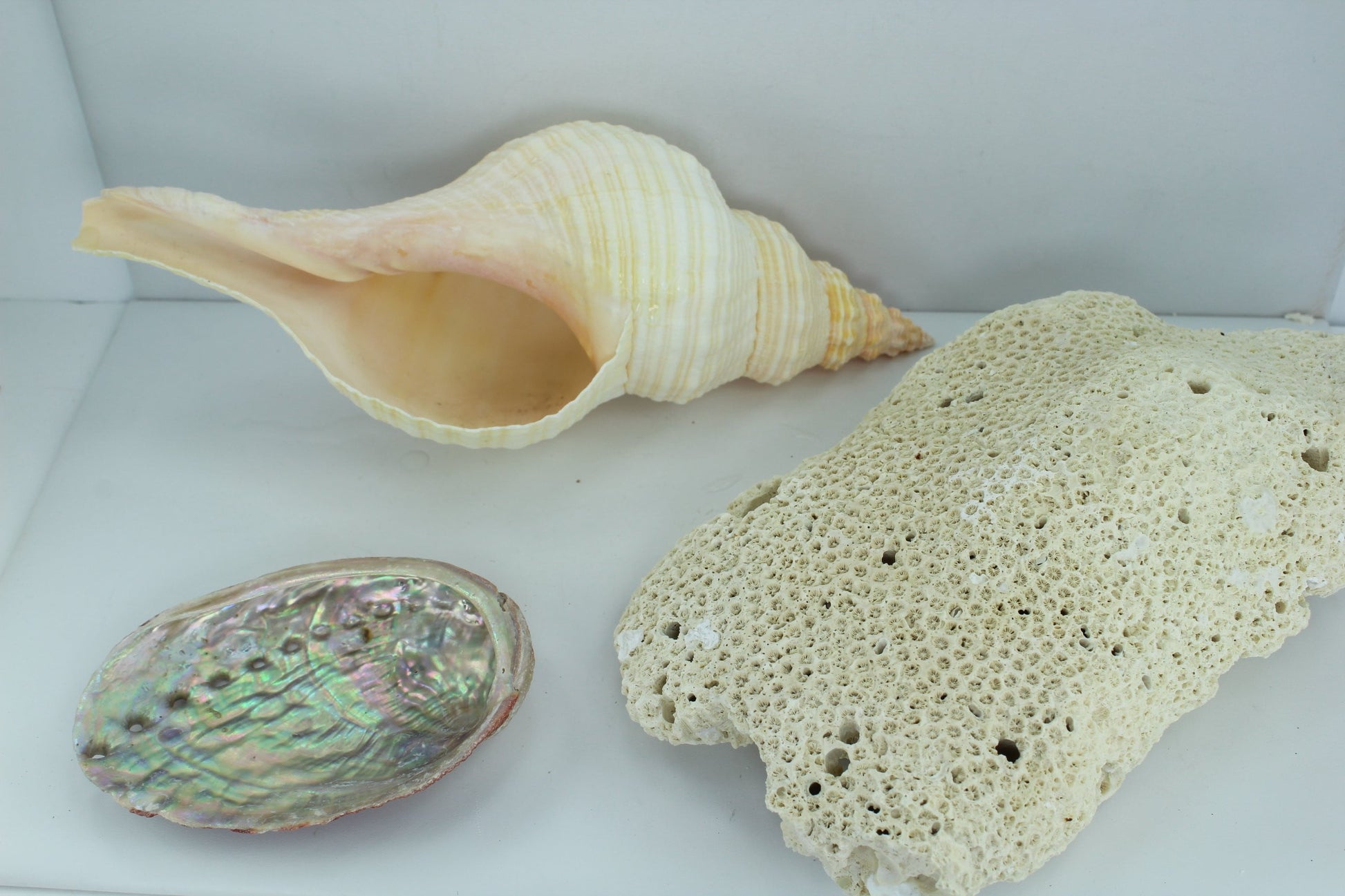 Florida Natural Shells Coral Horse Conch Red Abalone Vintage Estate Collection Shell Art aquarium