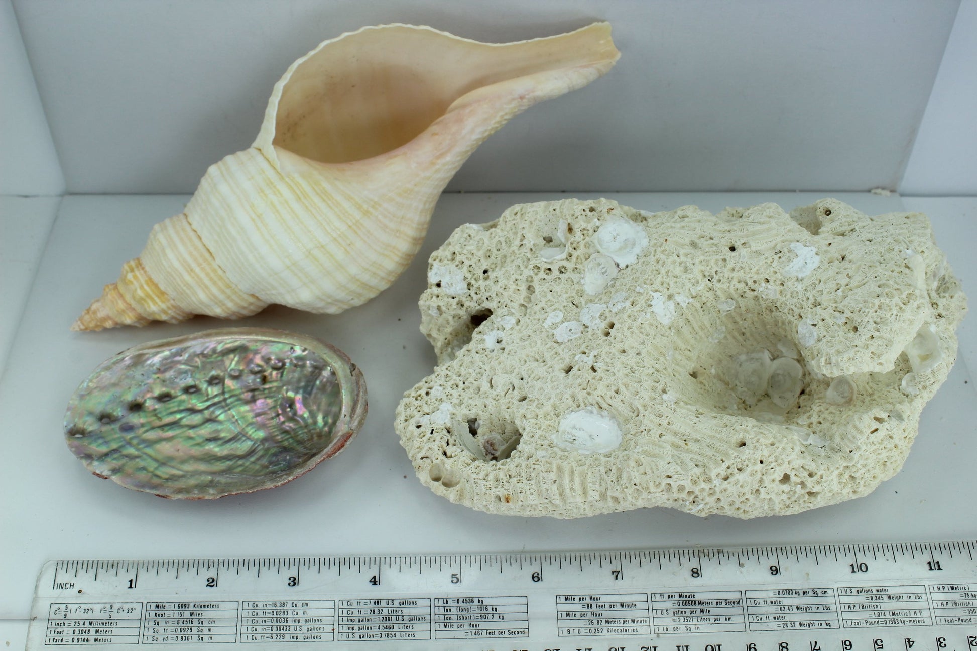 Florida Natural Shells Coral Horse Conch Red Abalone Vintage Estate Collectiom Shell Art C