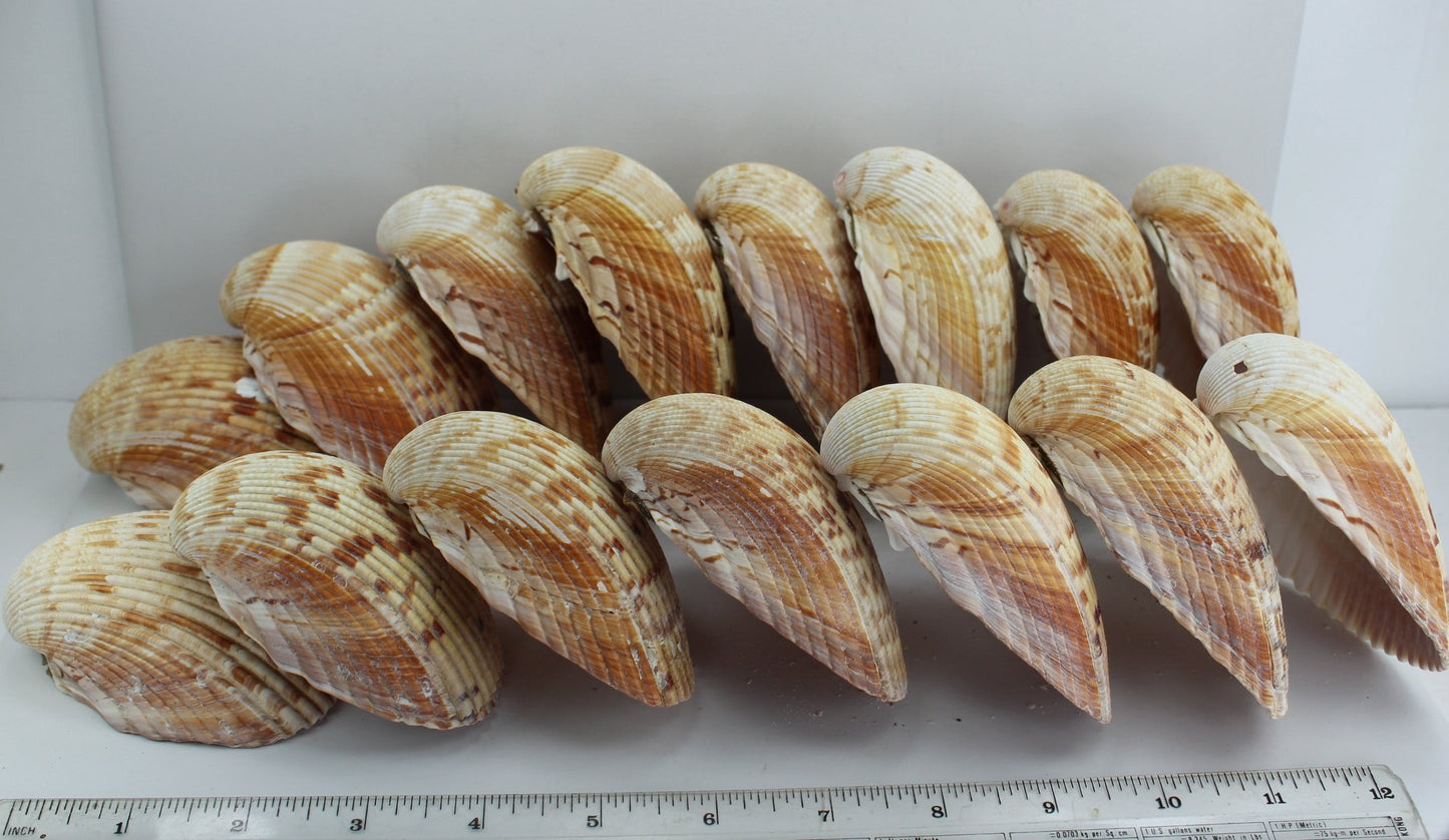 Florida Natural Shells 15 Large Cockles Crafts Wreath Mirror Beach Decor