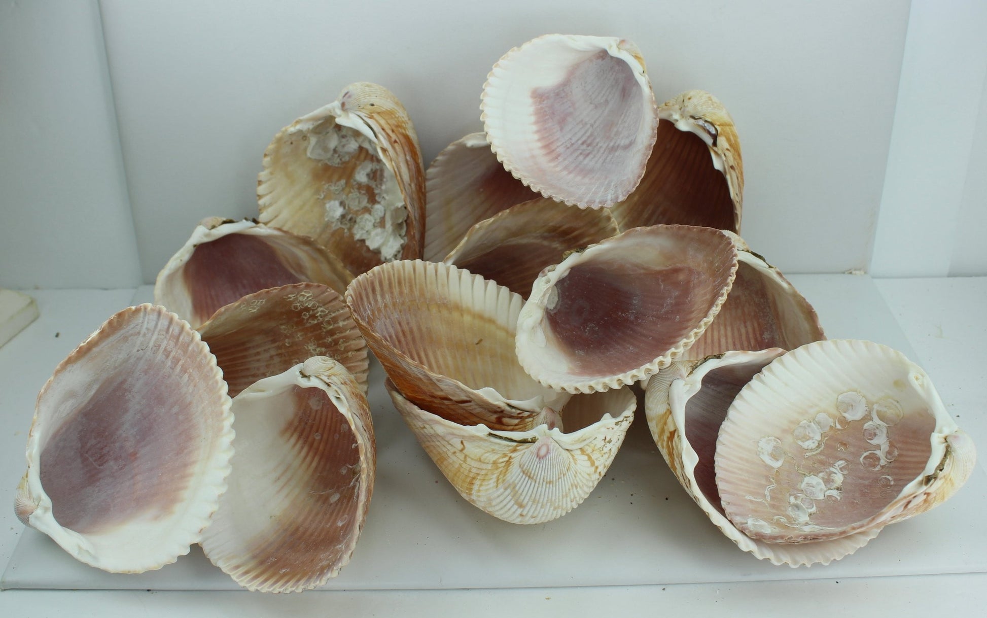 Florida Natural Shells 15 Large Cockles Crafts Wreath Mirror Beach Decor  barnacles