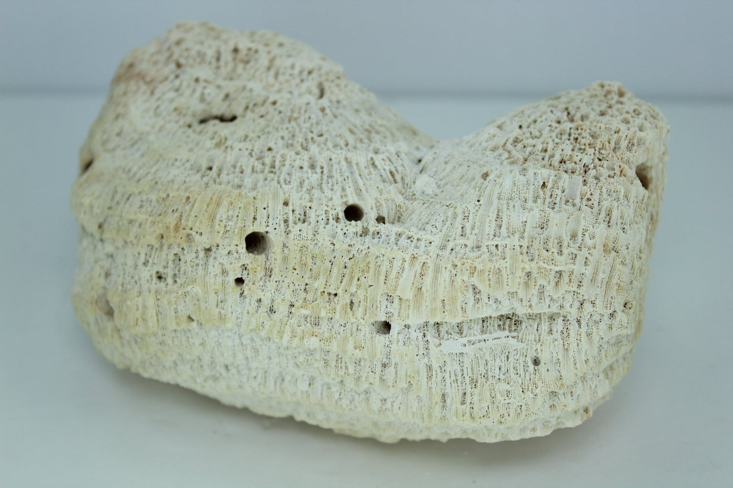 Natural Coral Fossil 5 1/2"  Block Bow Shape 1960s Estate Collection Aquarium Shell Art Collectibles
