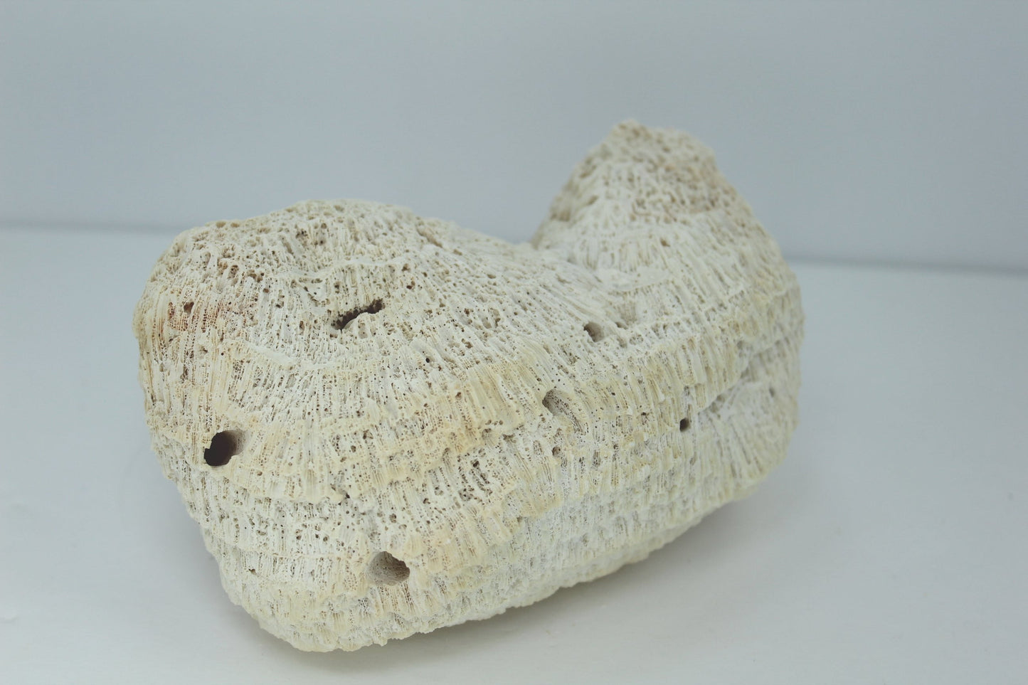 Natural Coral Fossil 5 1/2"  Block Bow Shape 1960s Estate Collection Aquarium Shell Art Collectibles  different