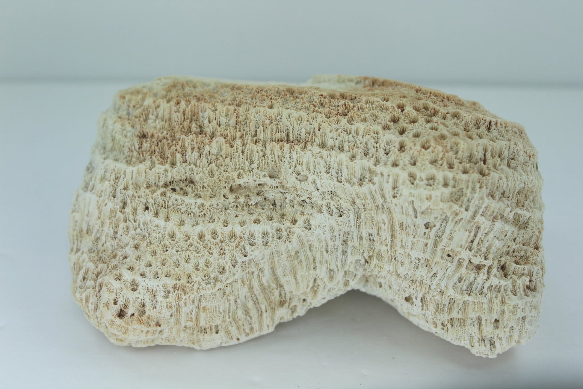 Natural Coral Fossil 5 1/2"  Block Bow Shape 1960s Estate Collection Aquarium Shell Art Collectibles different