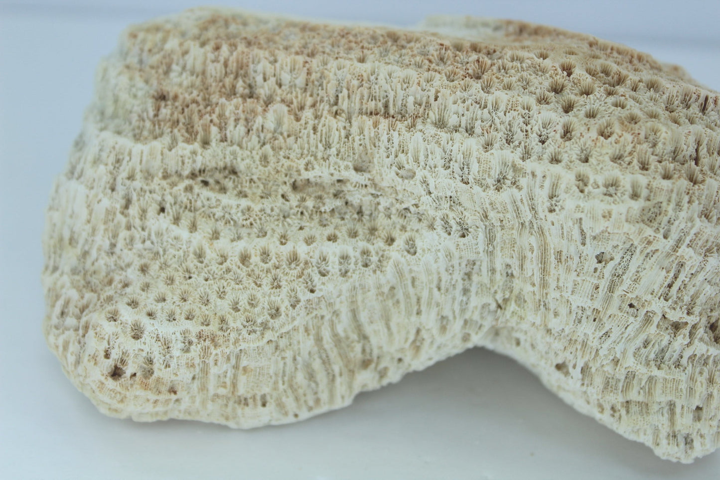 Natural Coral Fossil 5 1/2"  Block Bow Shape 1960s Estate Collection Aquarium Shell Art Collectibles  unusual