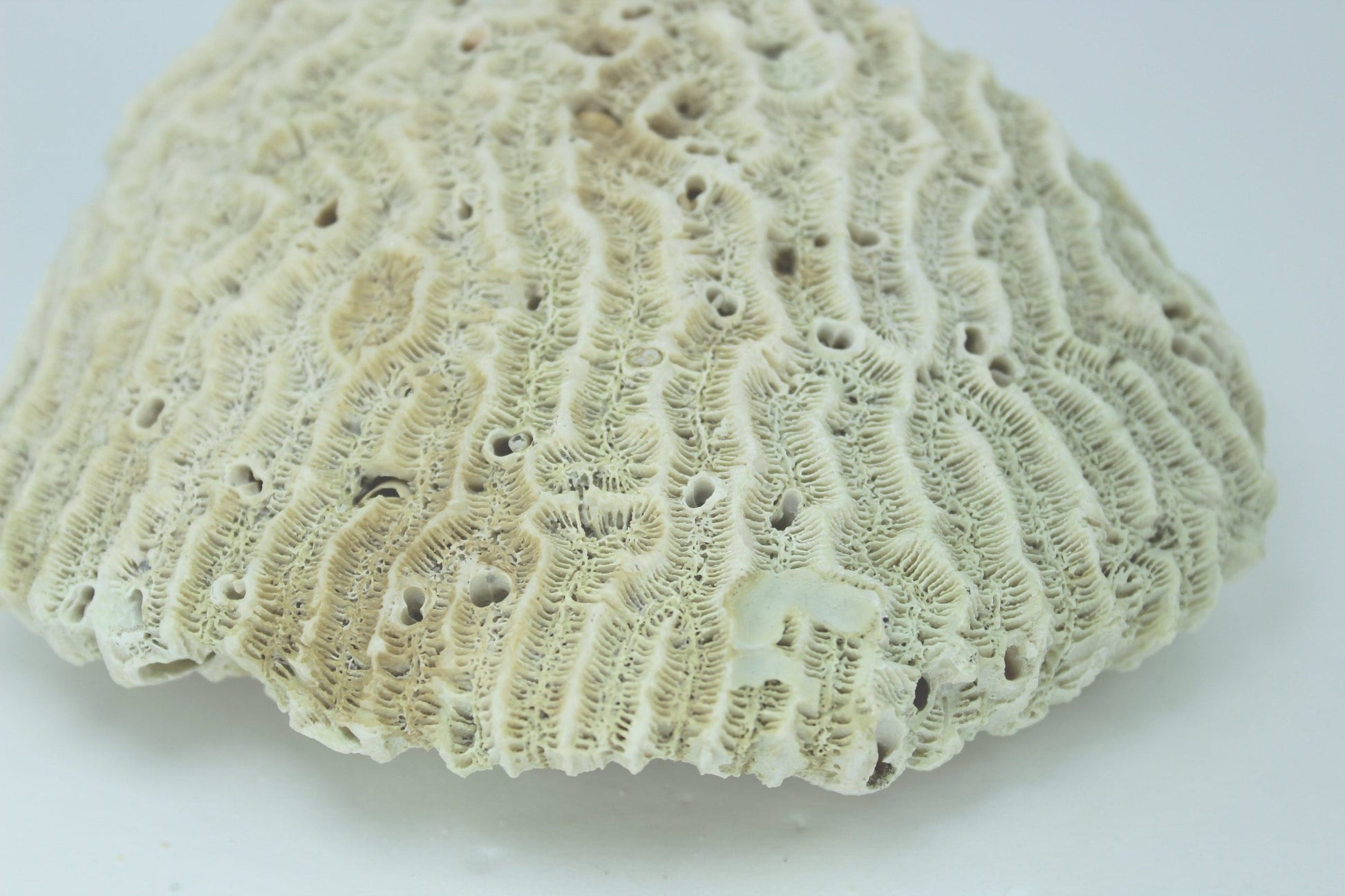 Natural Coral 5"  Block Fan  Shape 1960s Estate Collection Aquarium Shell Art Collectibles fossil
