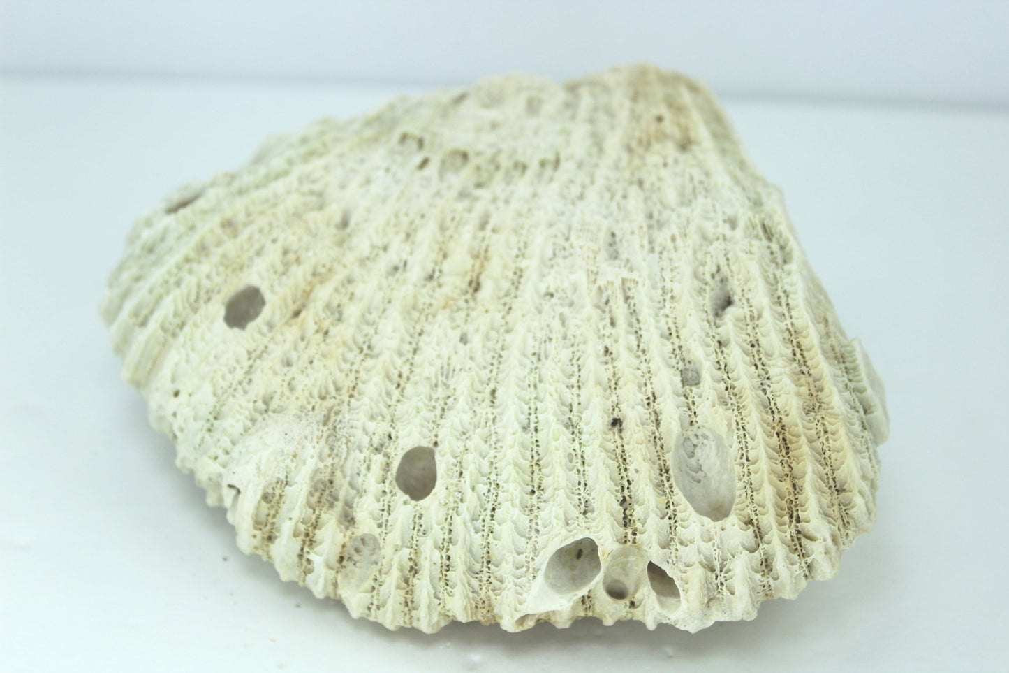 Natural Coral 5"  Block Fan  Shape 1960s Estate Collection Aquarium Shell Art Collectibles old