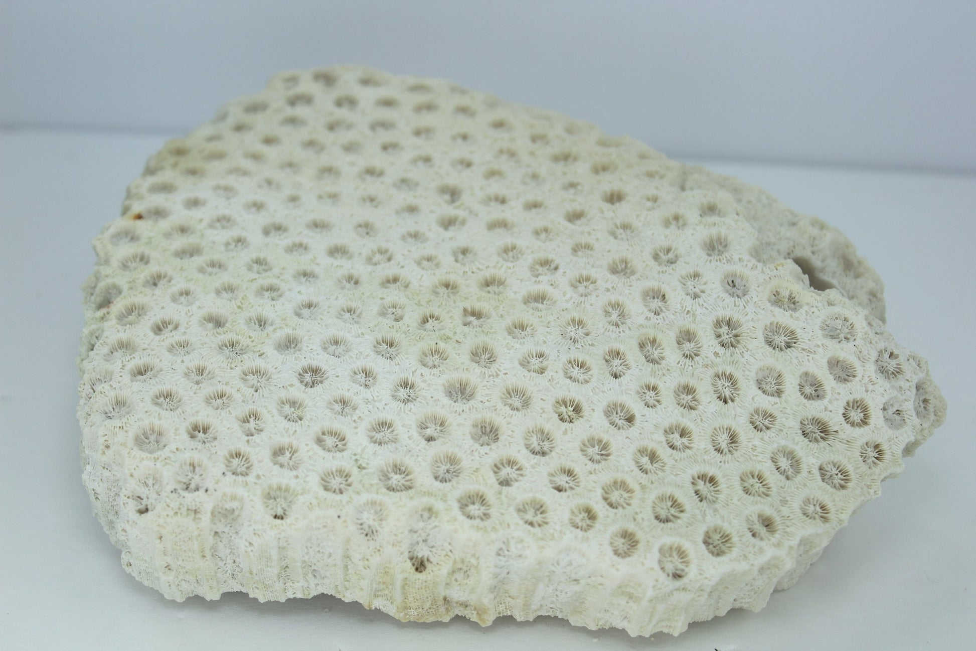 Natural Star Coral 8" Brick Shape 1960s Estate Collection Aquarium Shell Art Collectibles unusual
