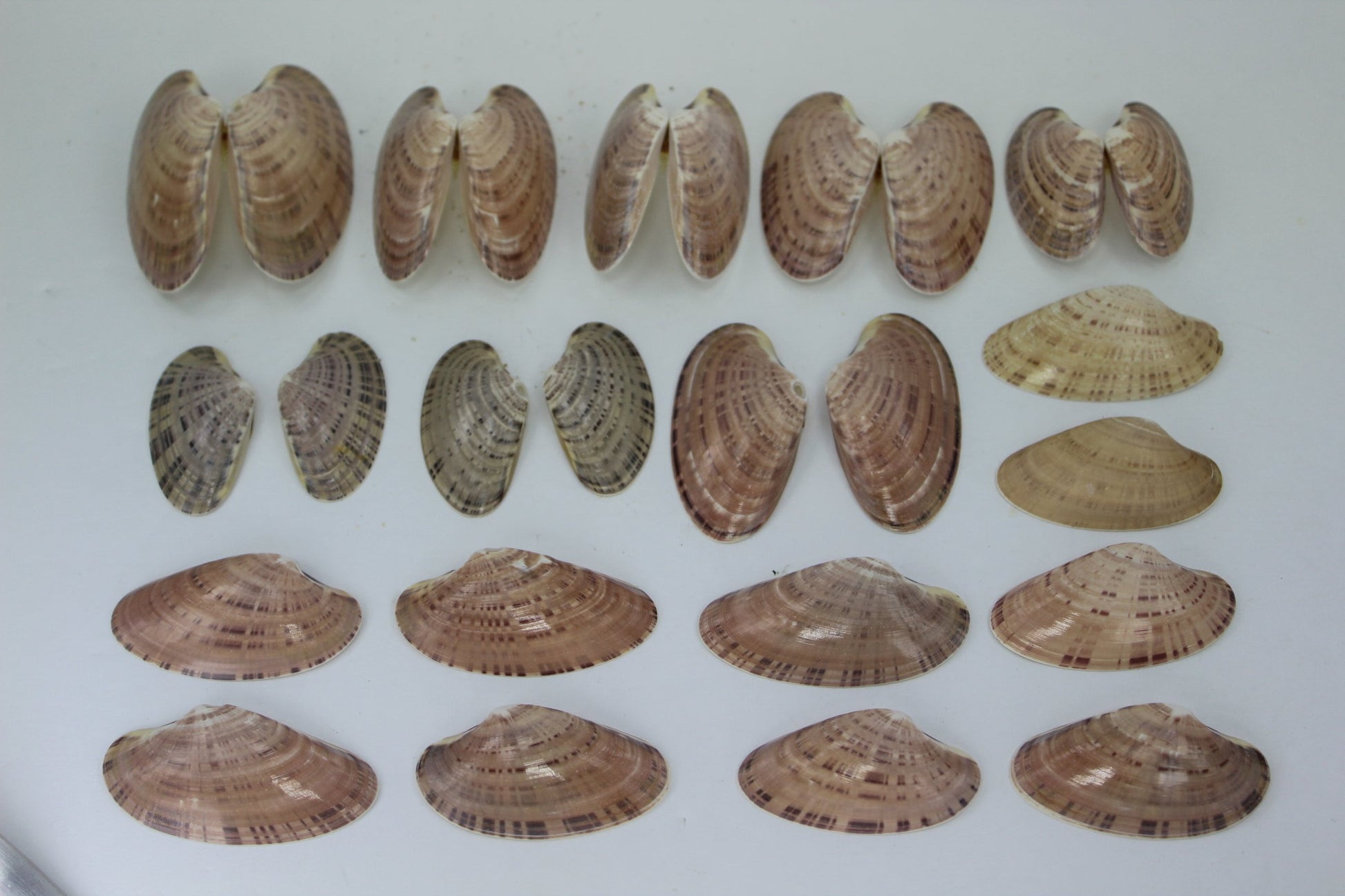Florida Natural Shells Double Sunray Venus "Wings" Collection Crafts Jewelry