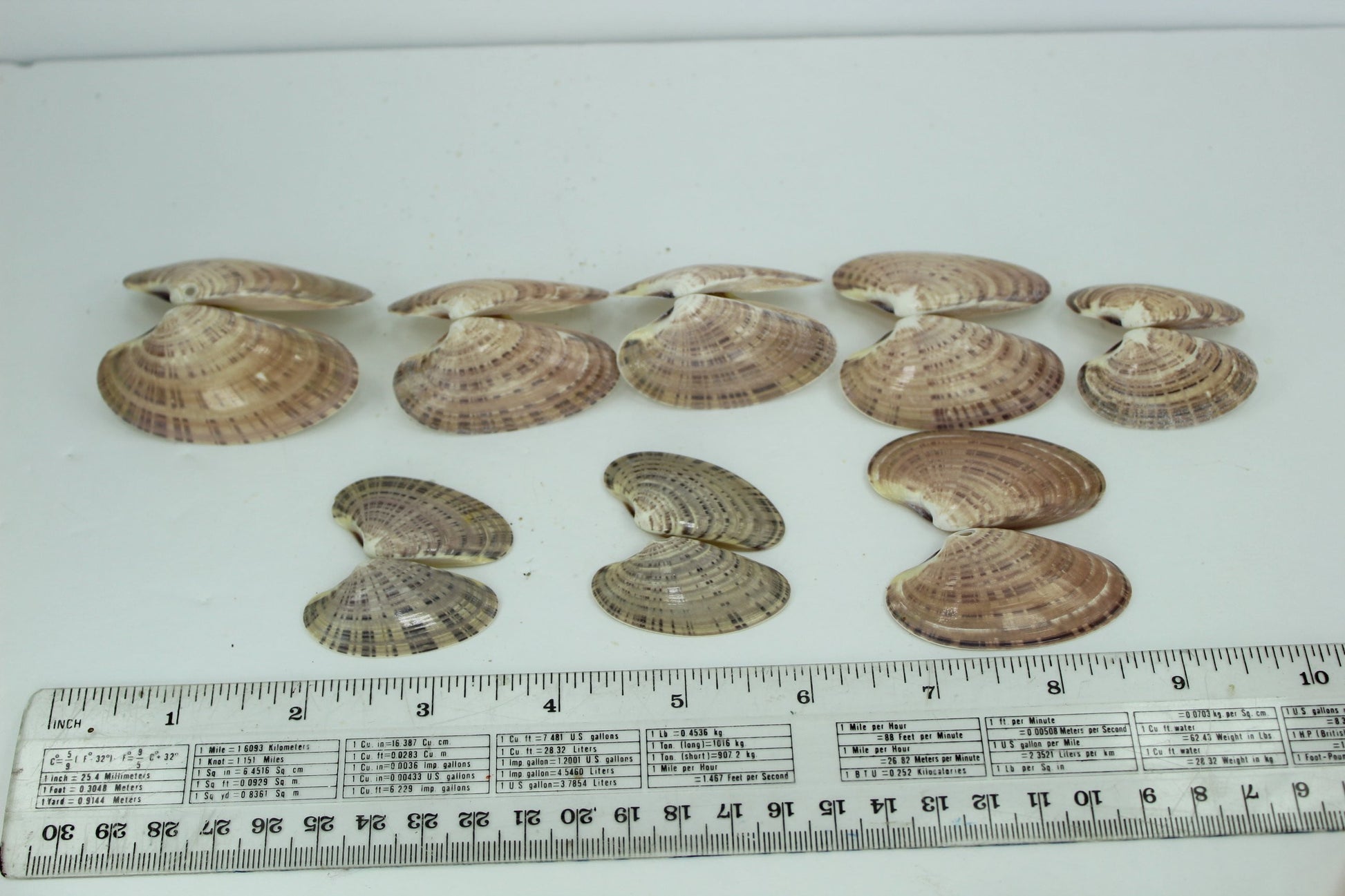 Florida Natural Shells Double Sunray Venus "Wings" Collection Crafts Jewelry wreaths