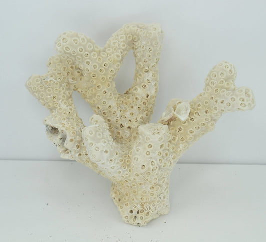 Natural Star Coral Tree shape 1960s Estate Collection Aquarium Shell Art Collectibles