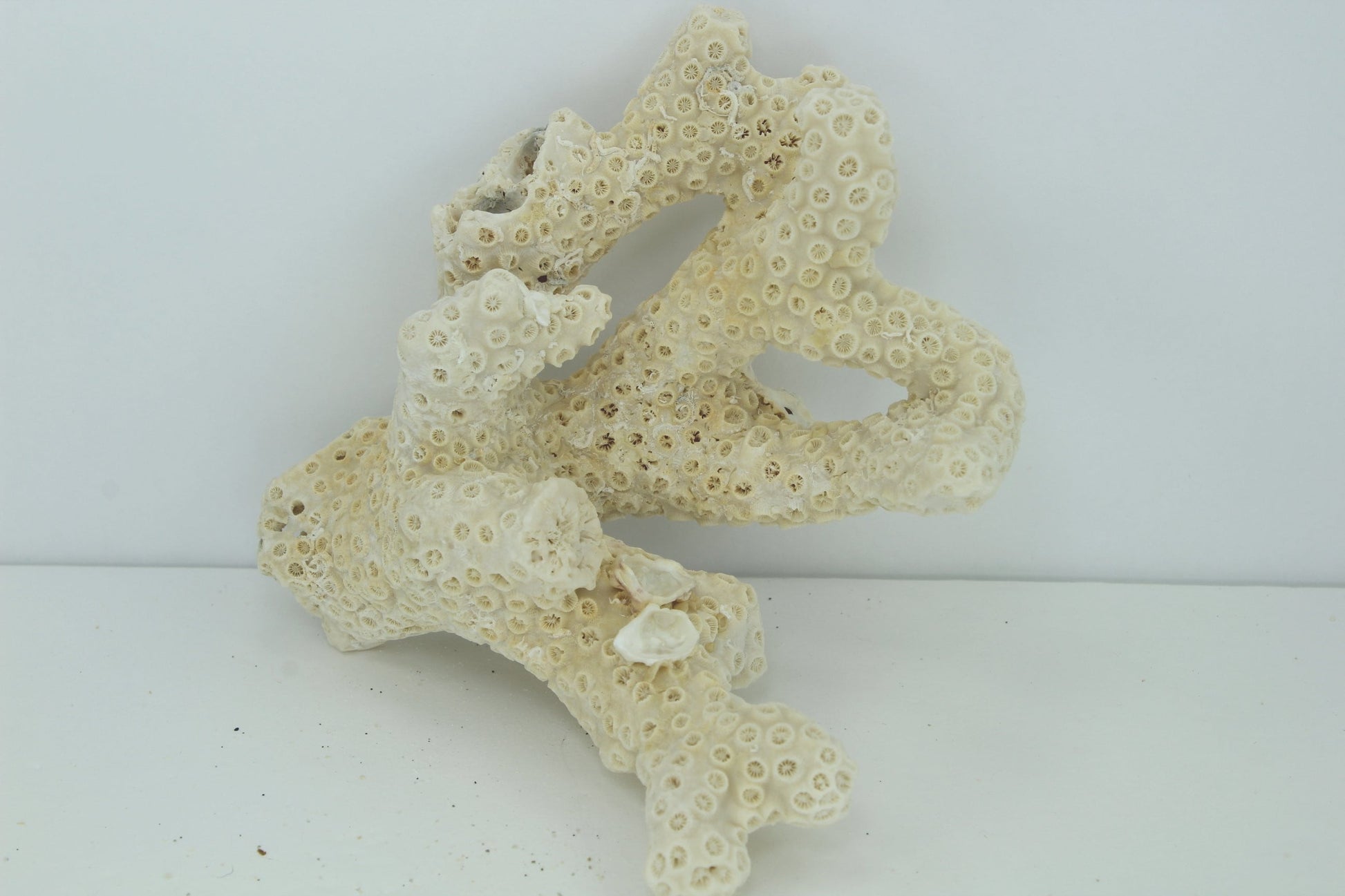 Natural Star Coral Tree shape 1960s Estate Collection Aquarium Shell Art Collectibles heavy