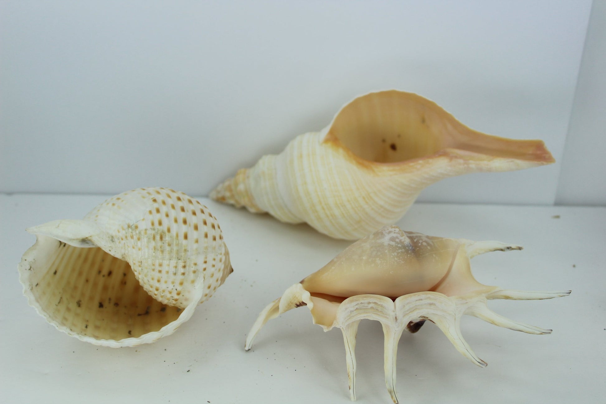 Florida Natural Shells 3 Vintage Conch Spider Tun Estate Collection Shell Art Collectibles Aquarium horse conch