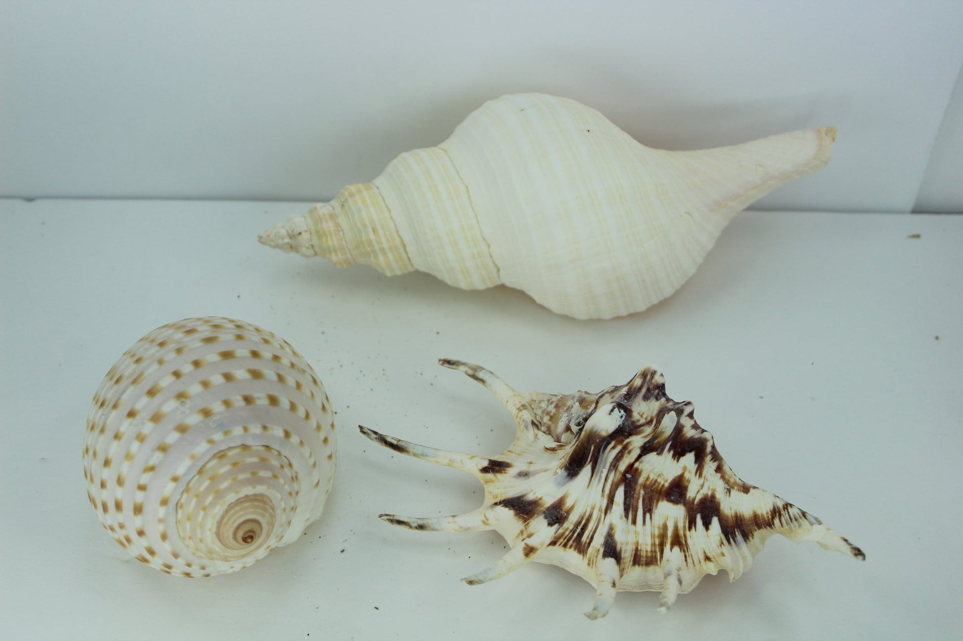 Florida Natural Shells 3 Vintage Conch Spider Tun Estate Collection Shell Art Collectibles Aquarium colorful