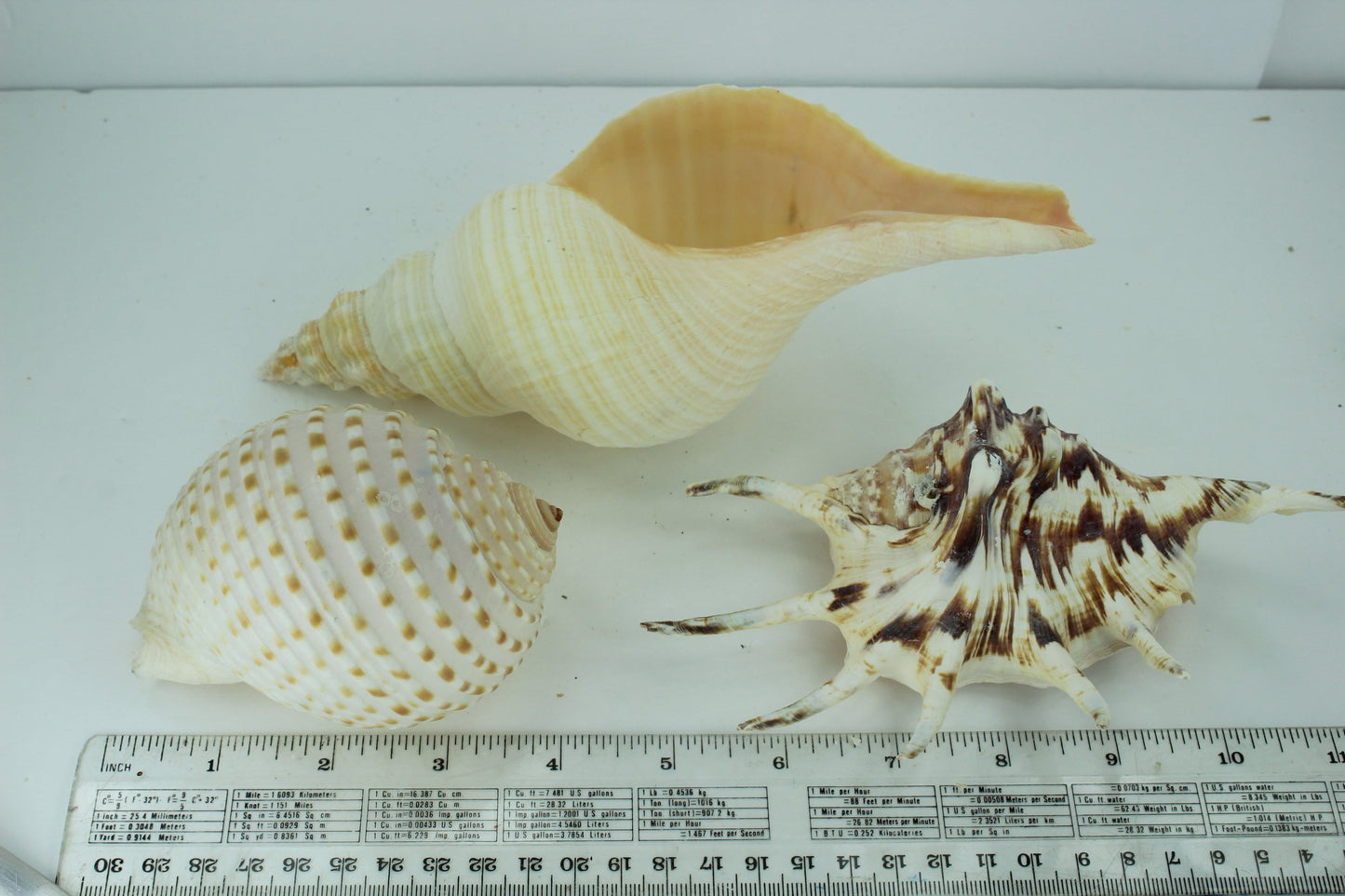 Florida Natural Shells 3 Vintage Conch Spider Tun Estate Collection Shell Art Collectibles Aquarium