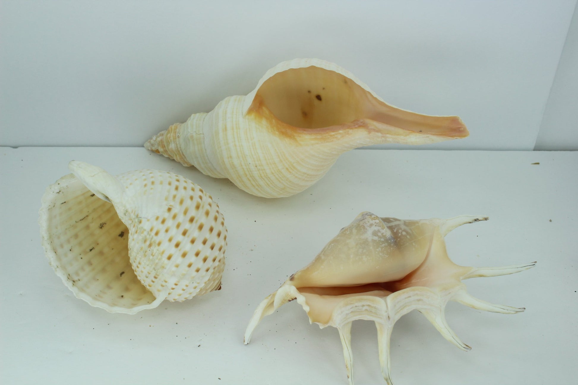 Florida Natural Shells 3 Vintage Conch Spider Tun Estate Collection Shell Art Collectibles Aquarium decor