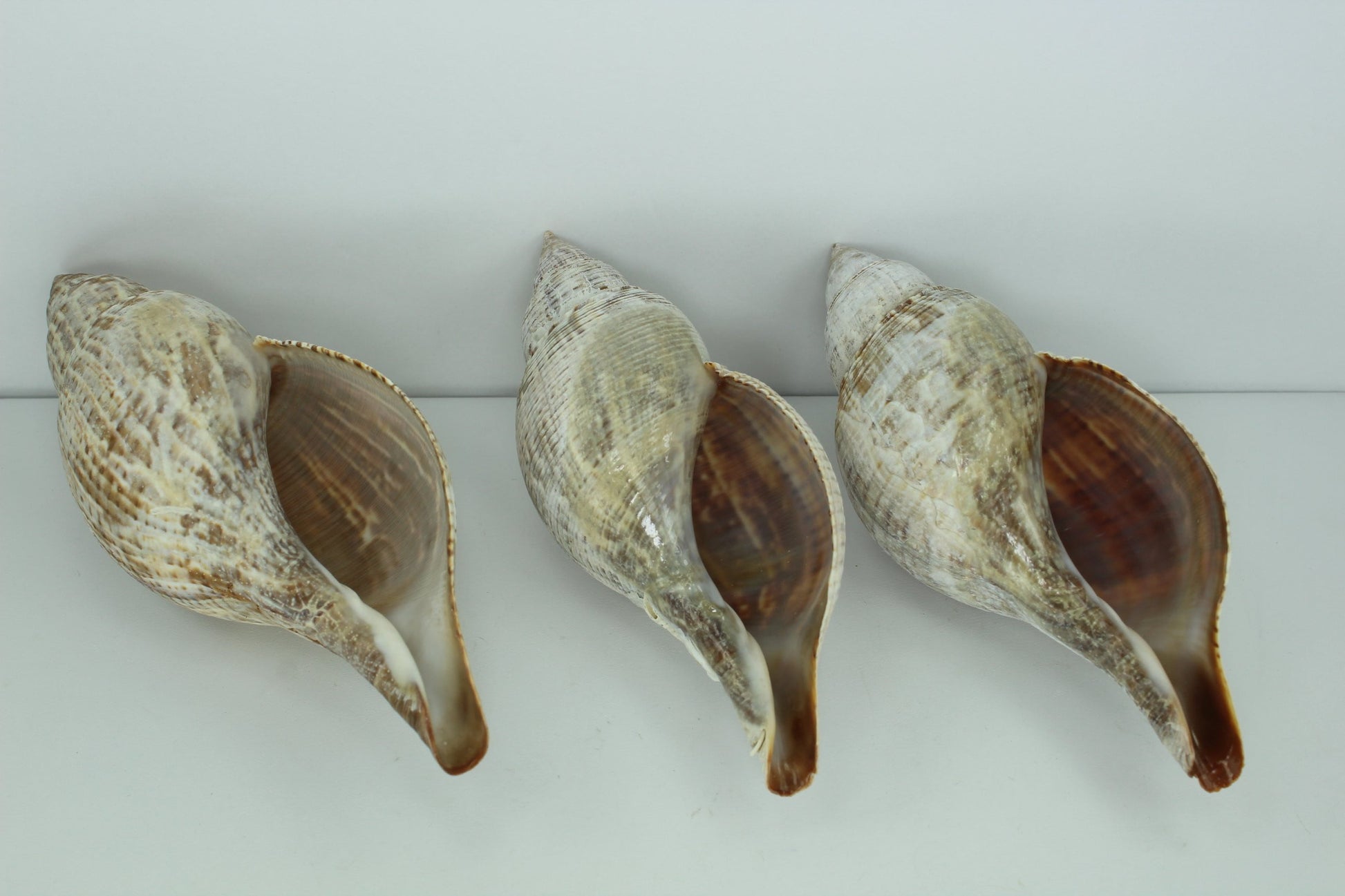 Florida Natural Shells 3 Large 5" Tulips Estate Collection Crafts Shell Art Collectibles